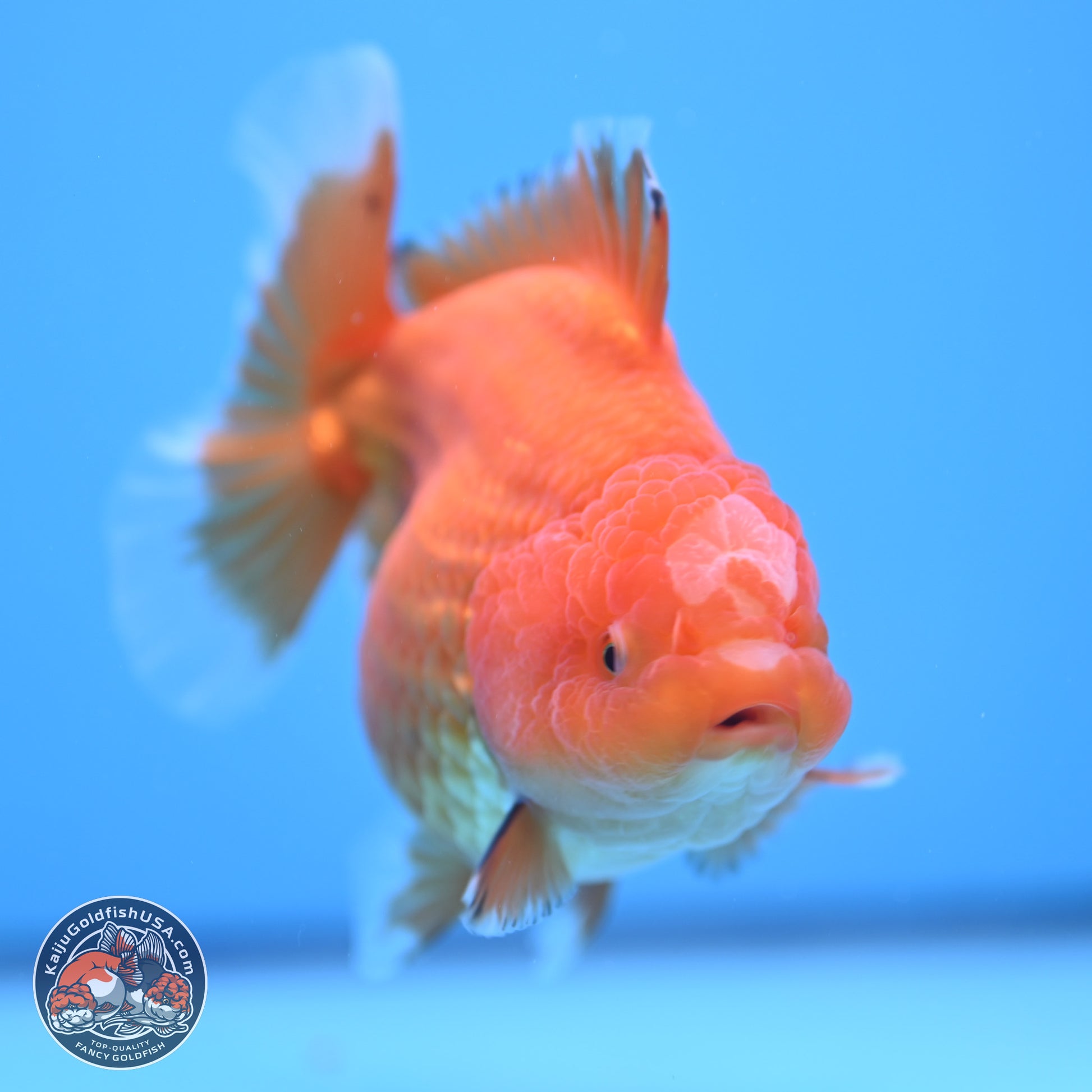 Classic Red Jade Seal Broad Tail Oranda 5 inches - Female (241115_OR13) - Kaiju Goldfish USA