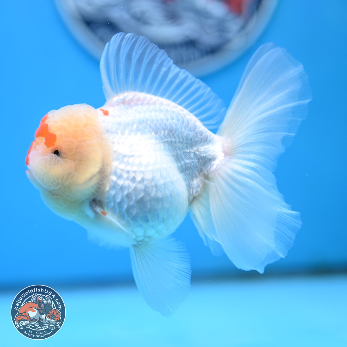 Red White Rose Tail Oranda 3.5 inches Body - Female (250404_OR13)