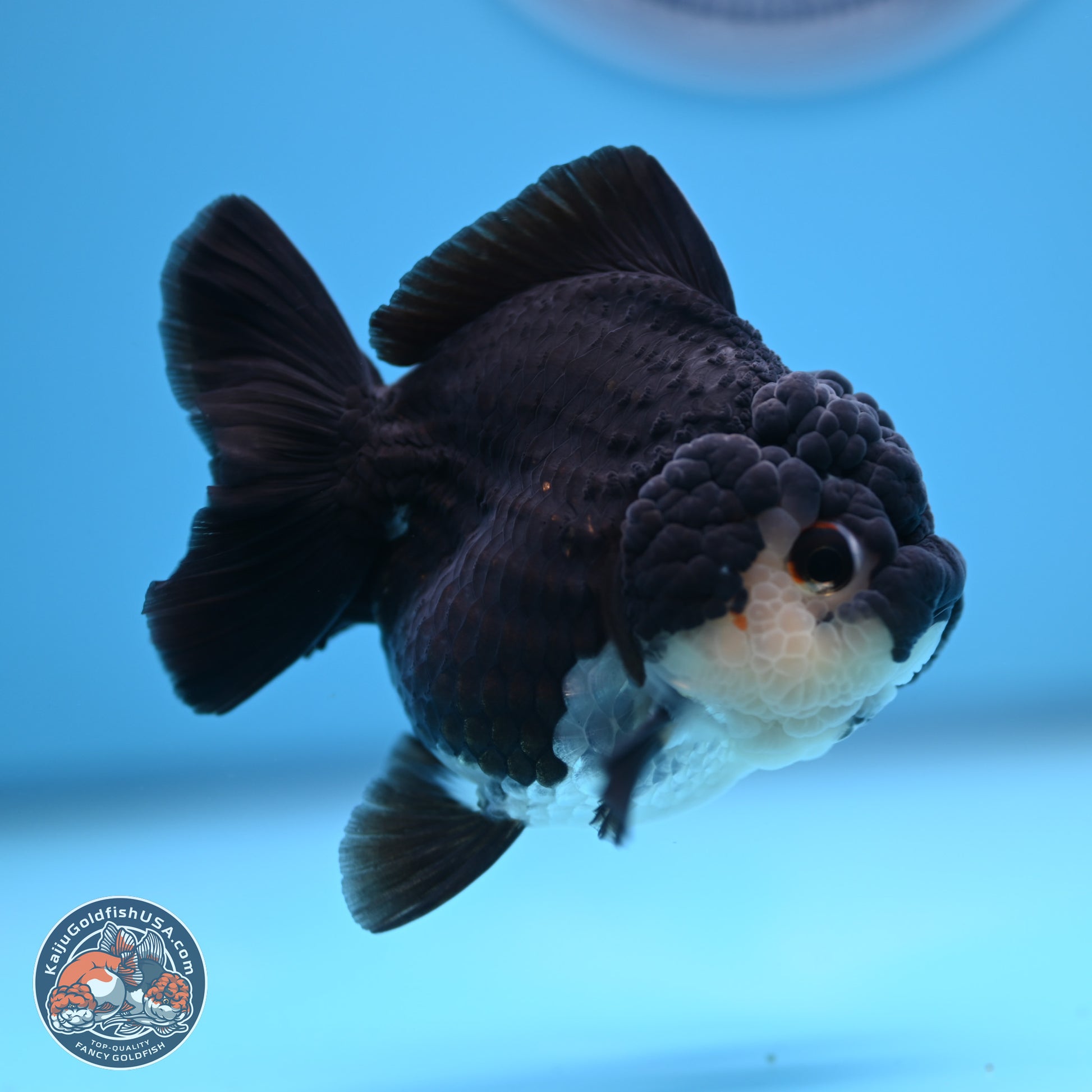 Panda YuanBao Oranda 3 inches Body - Female (241227_OR13) - Kaiju Goldfish USA