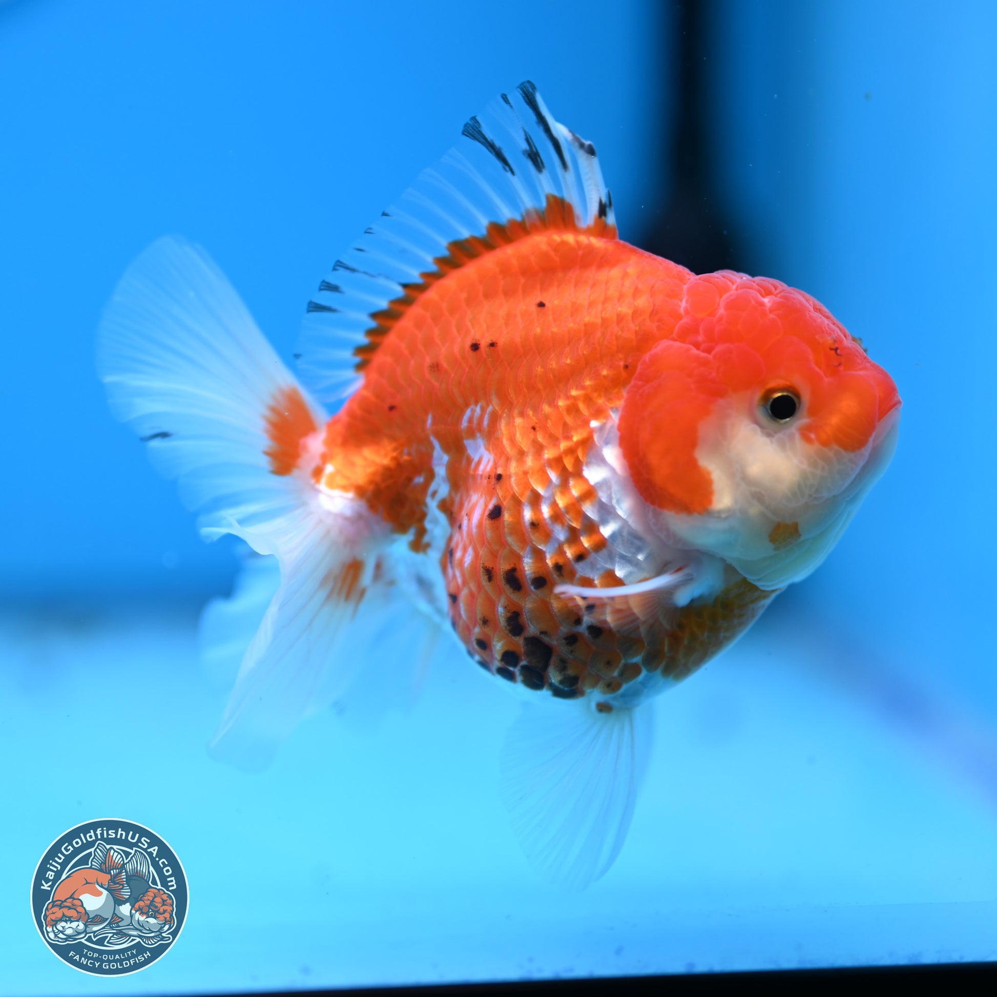 Tricolor YuanBao Oranda 4 inches - Female(241206_OR13) - Kaiju Goldfish USA