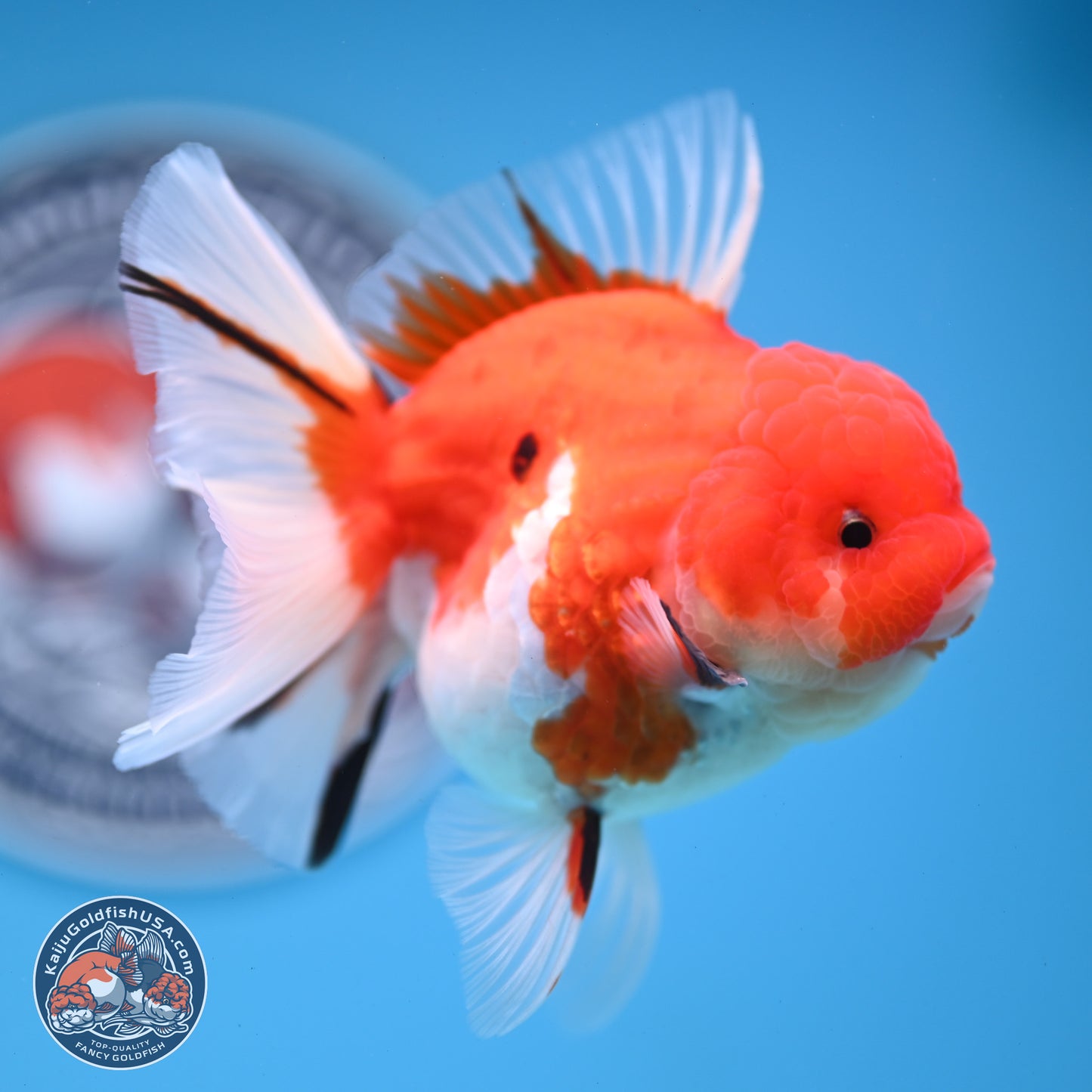 Tricolor Sakura Rose Tail Oranda 3.5 inches Body - Female (250228_OR13)