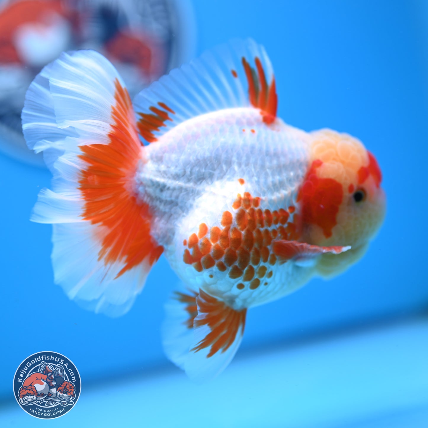 Polka Dot Red White Orchid Tail Oranda 4.5 inches Body - Female (250214_OR13)