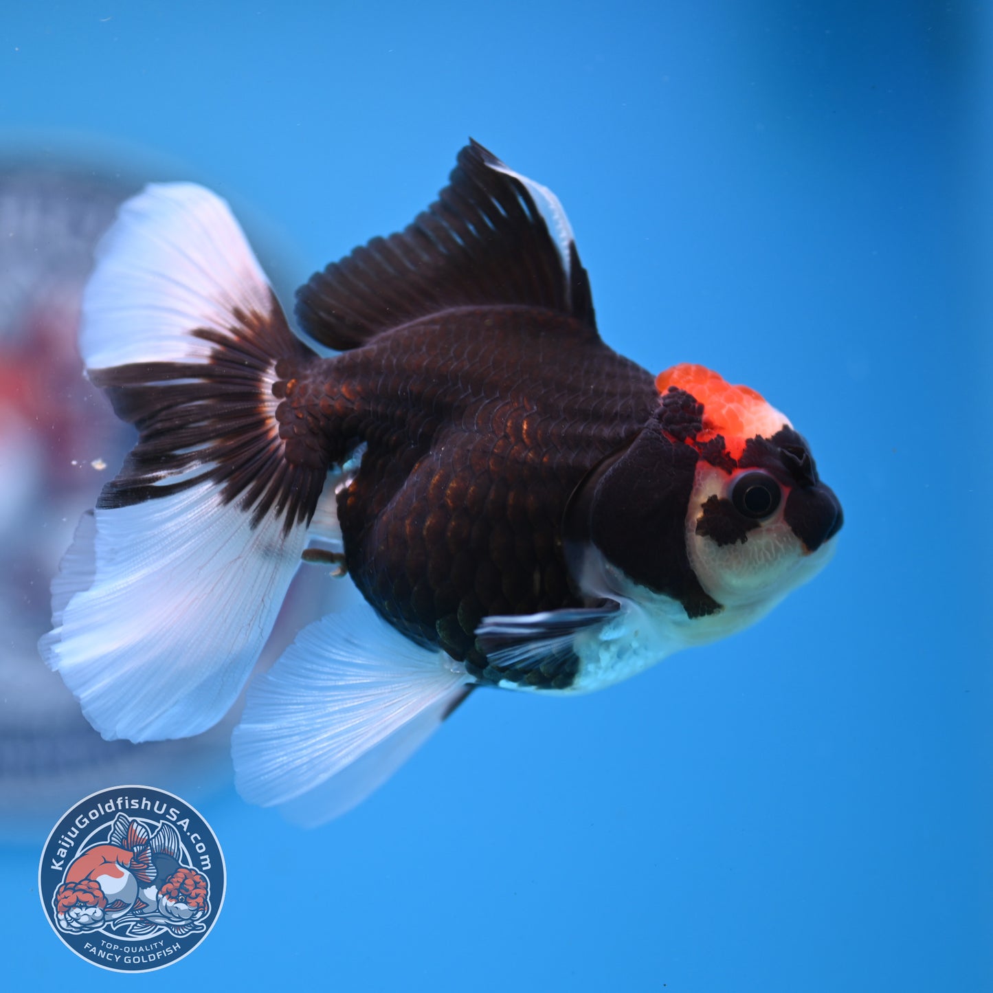 Tricolor Oranda 3.25 inches Body (250530_OR13)