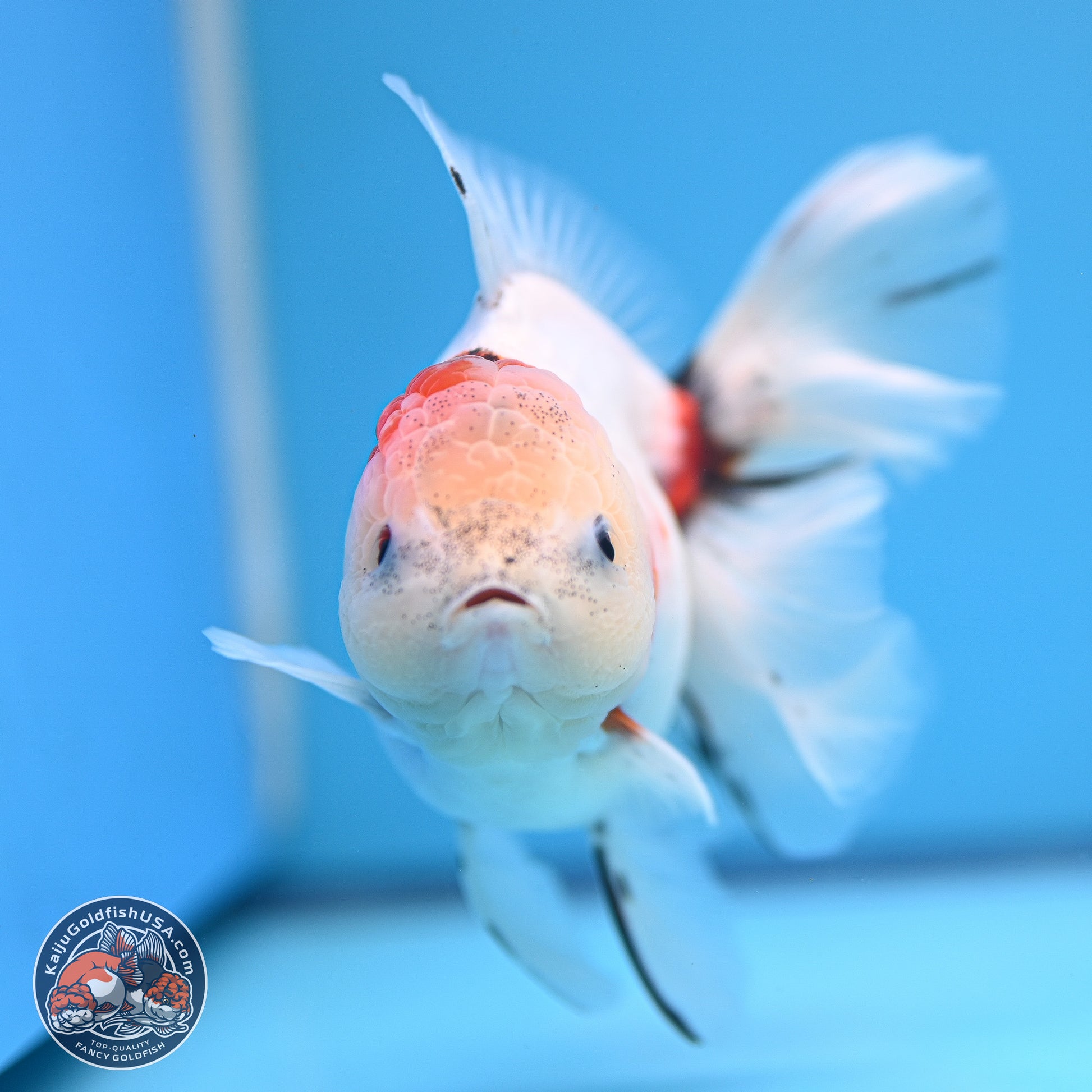 Calico Rose Tail Oranda 4-5 inches (240920_OR13) - Kaiju Goldfish USA