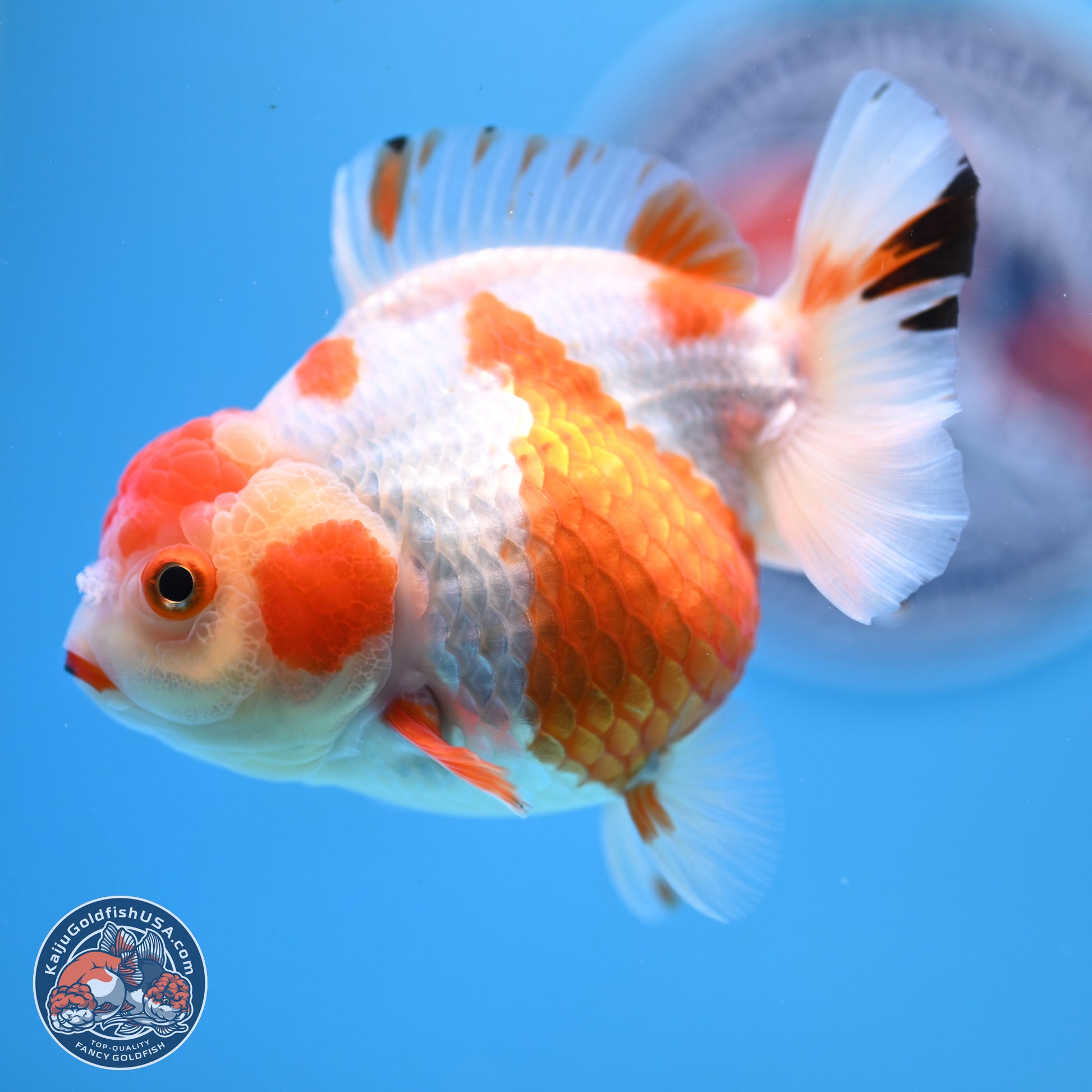 Shogun Red White YuanBao Oranda 3.8in Body (240802_OR13) - Kaiju Goldfish USA