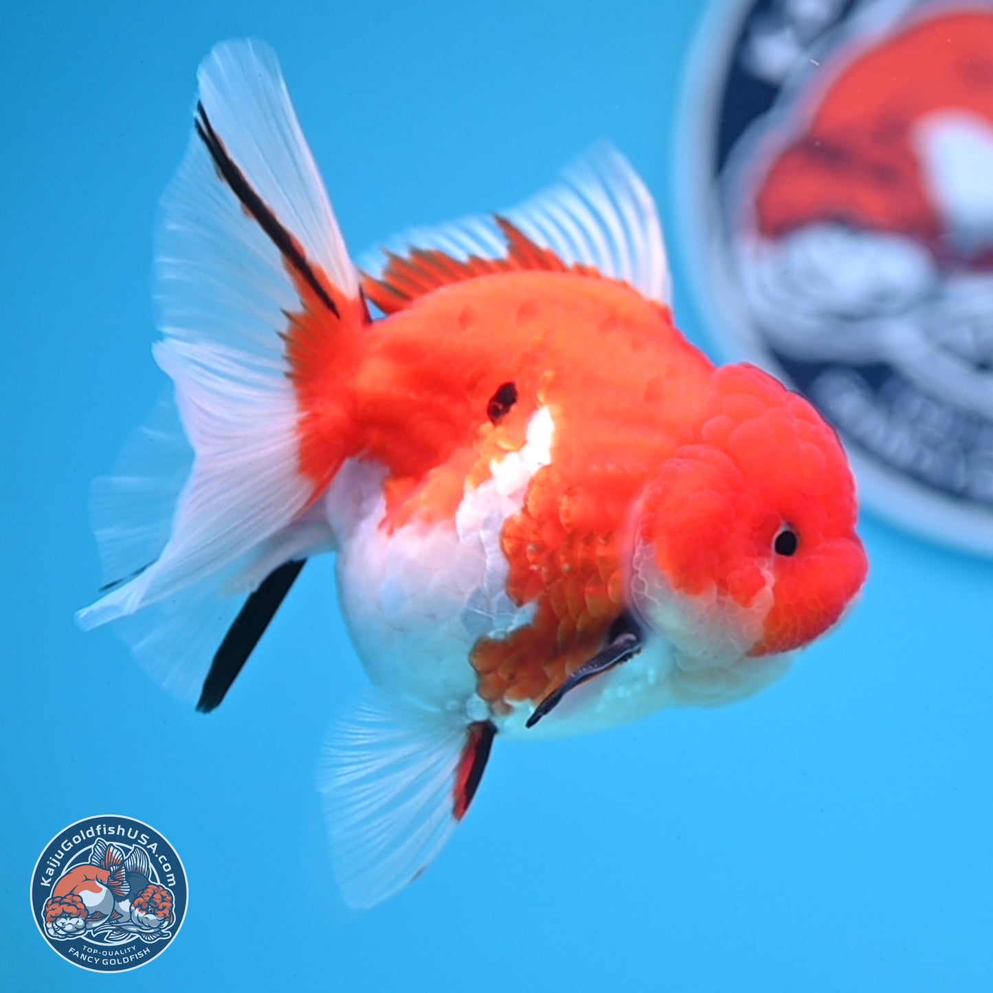 Tricolor Sakura Rose Tail Oranda 3.5 inches Body - Female (250228_OR13)