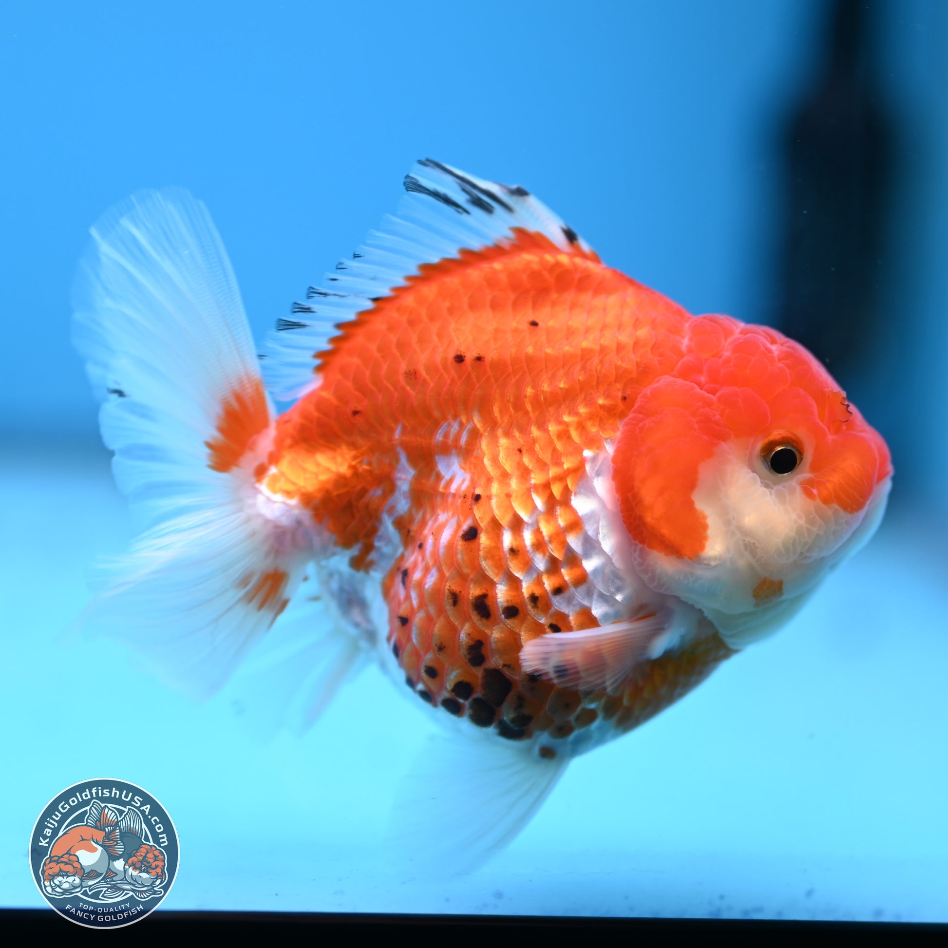 Tricolor YuanBao Oranda 4 inches - Female(241206_OR13) - Kaiju Goldfish USA