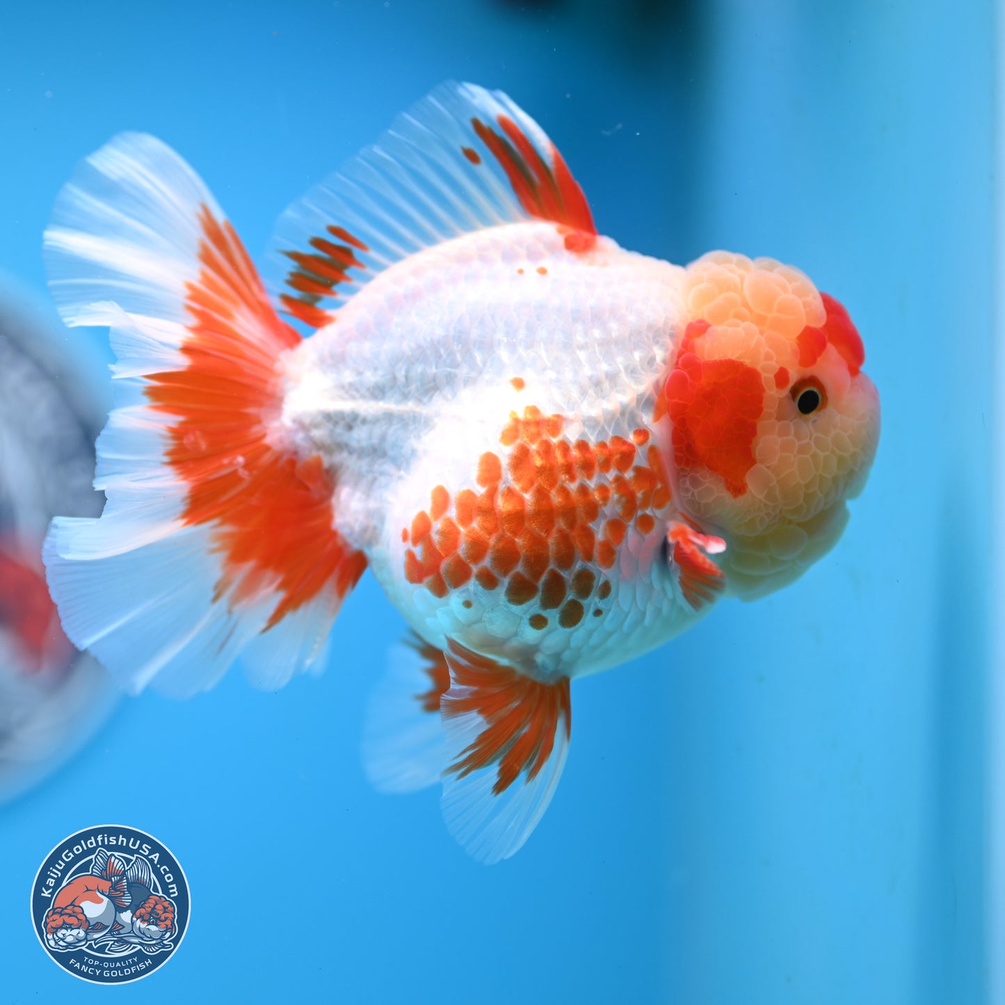 Polka Dot Red White Orchid Tail Oranda 4.5 inches Body - Female (250214_OR13)