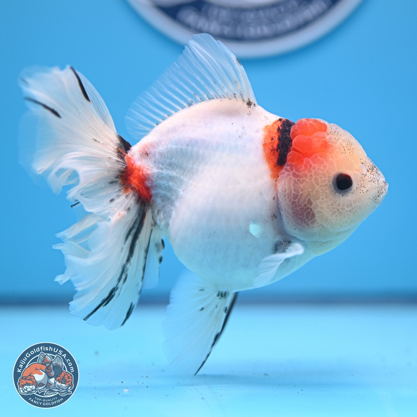 Calico Rose Tail Oranda 4-5 inches (240920_OR13) - Kaiju Goldfish USA