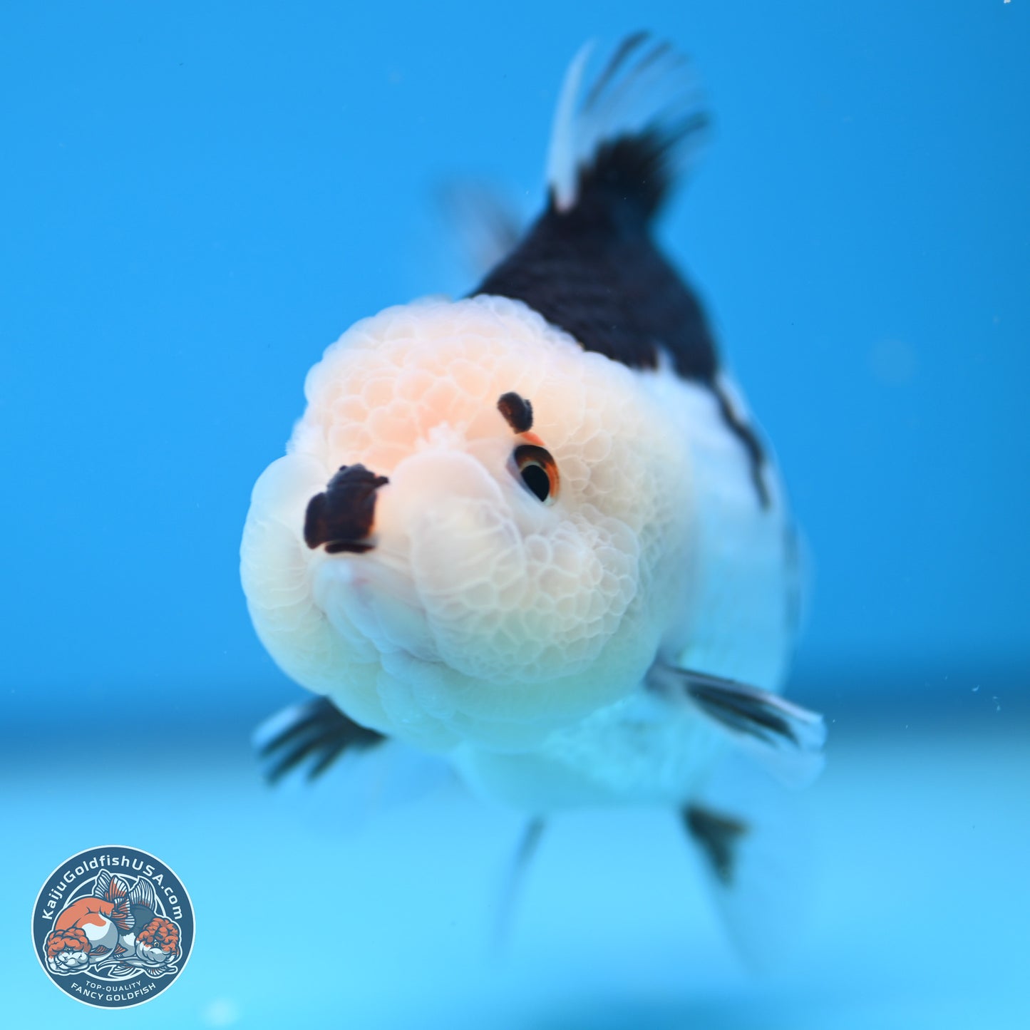 Panda Oranda 3.5-4.5 inches (241004_OR13) - Kaiju Goldfish USA