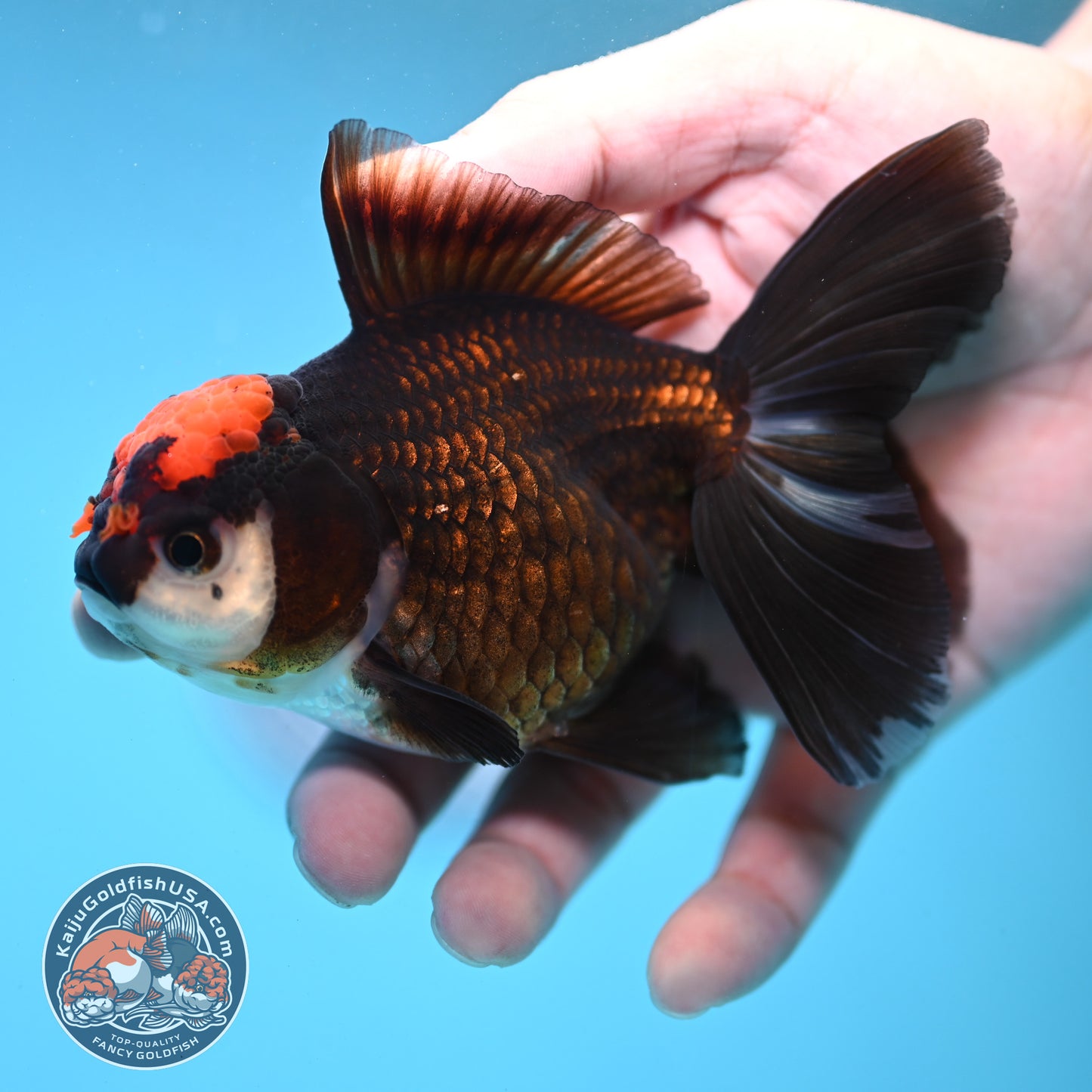 Black Tancho Rose Tail Oranda 3.5 inch Body (250919_OR13)