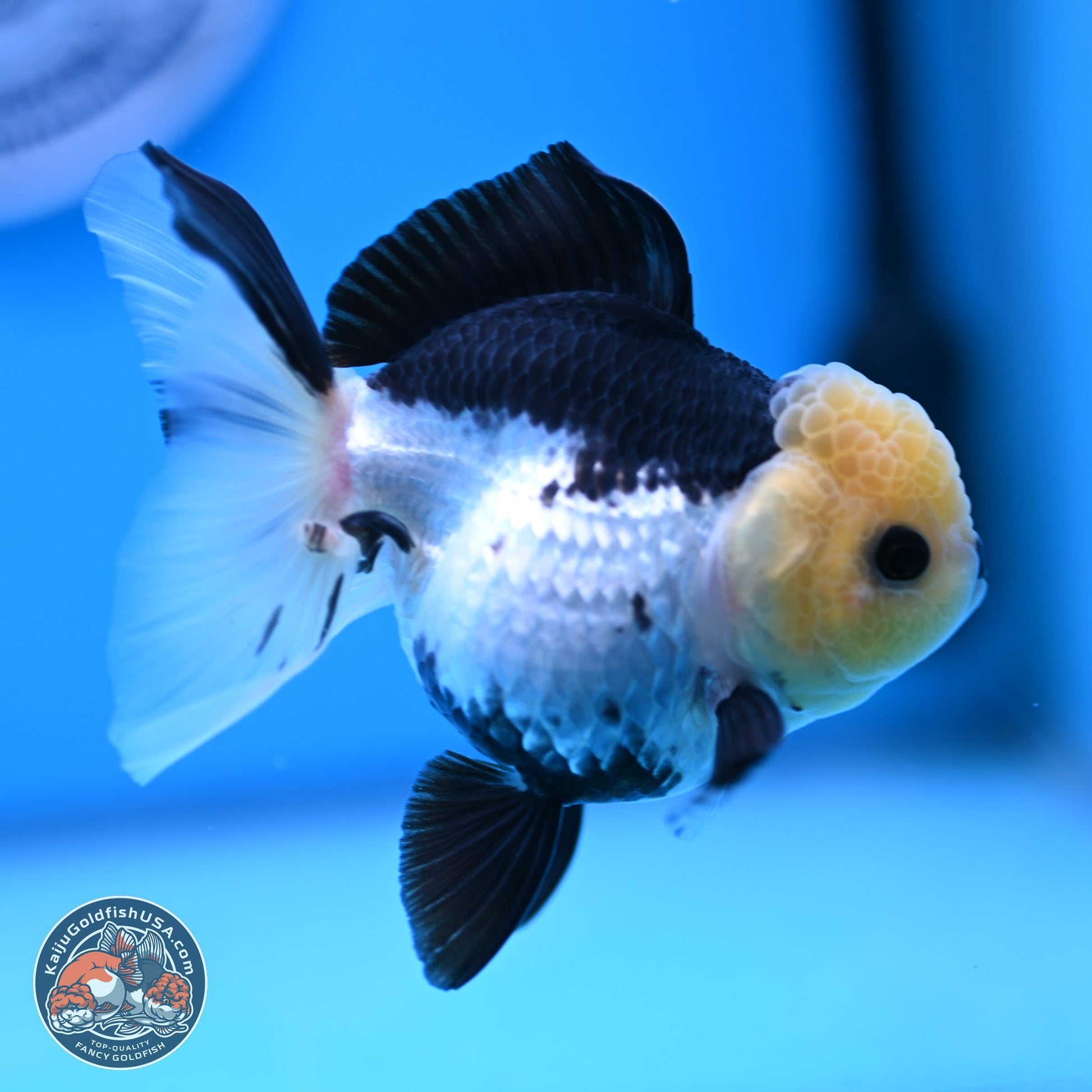 Panda Rose Tail Oranda 4.5 inches (241025_OR13) - Kaiju Goldfish USA