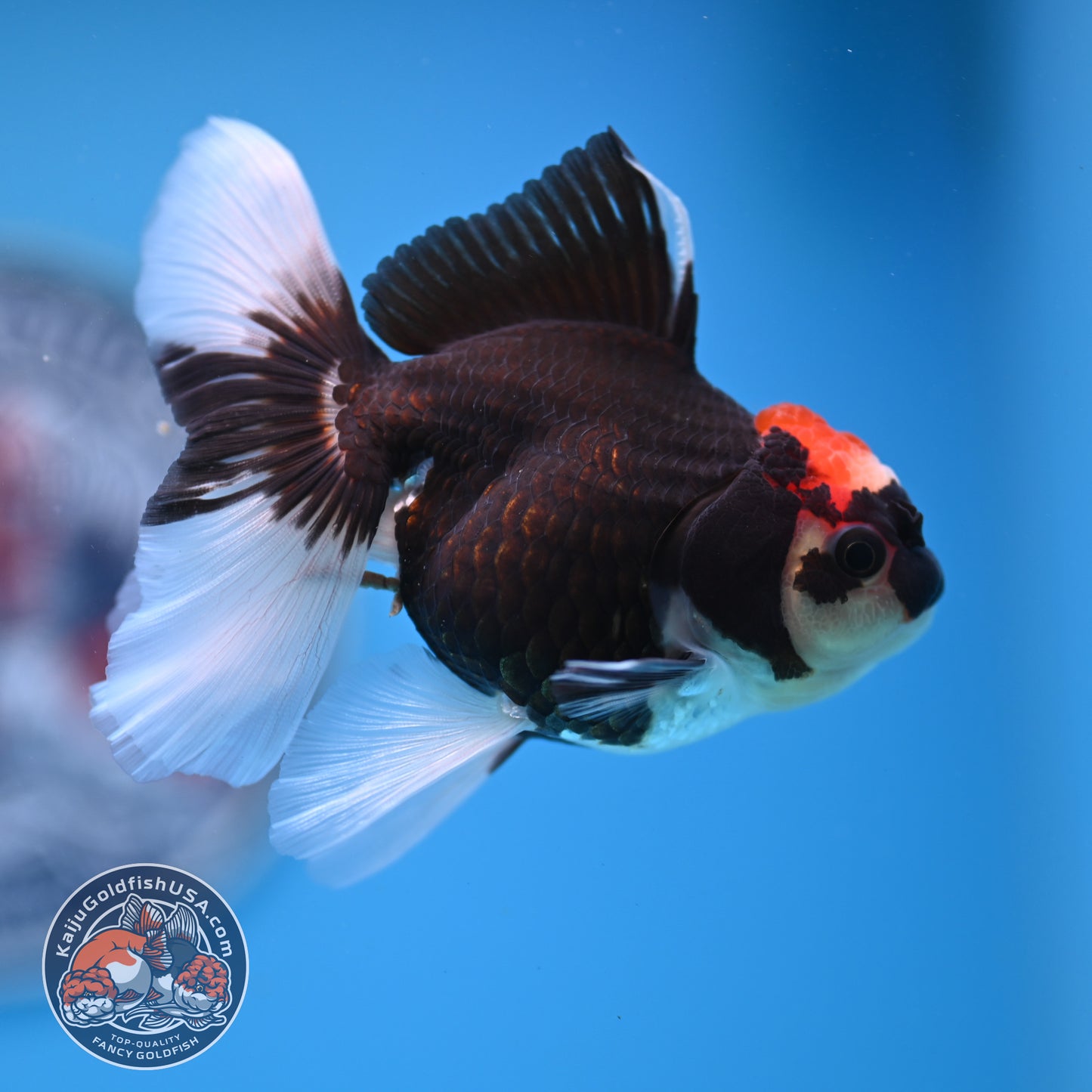 Tricolor Oranda 3.25 inches Body (250530_OR13)
