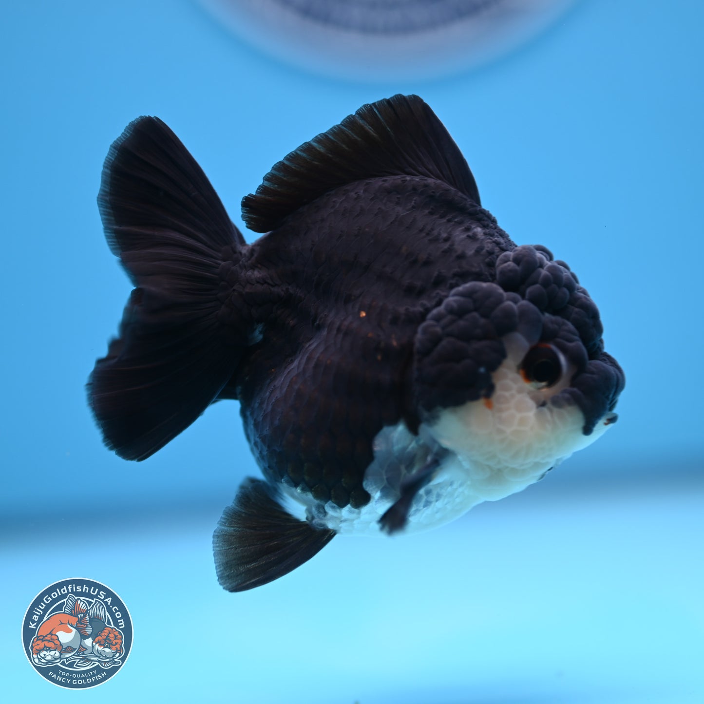 Panda YuanBao Oranda 3 inches Body - Female (241227_OR13) - Kaiju Goldfish USA