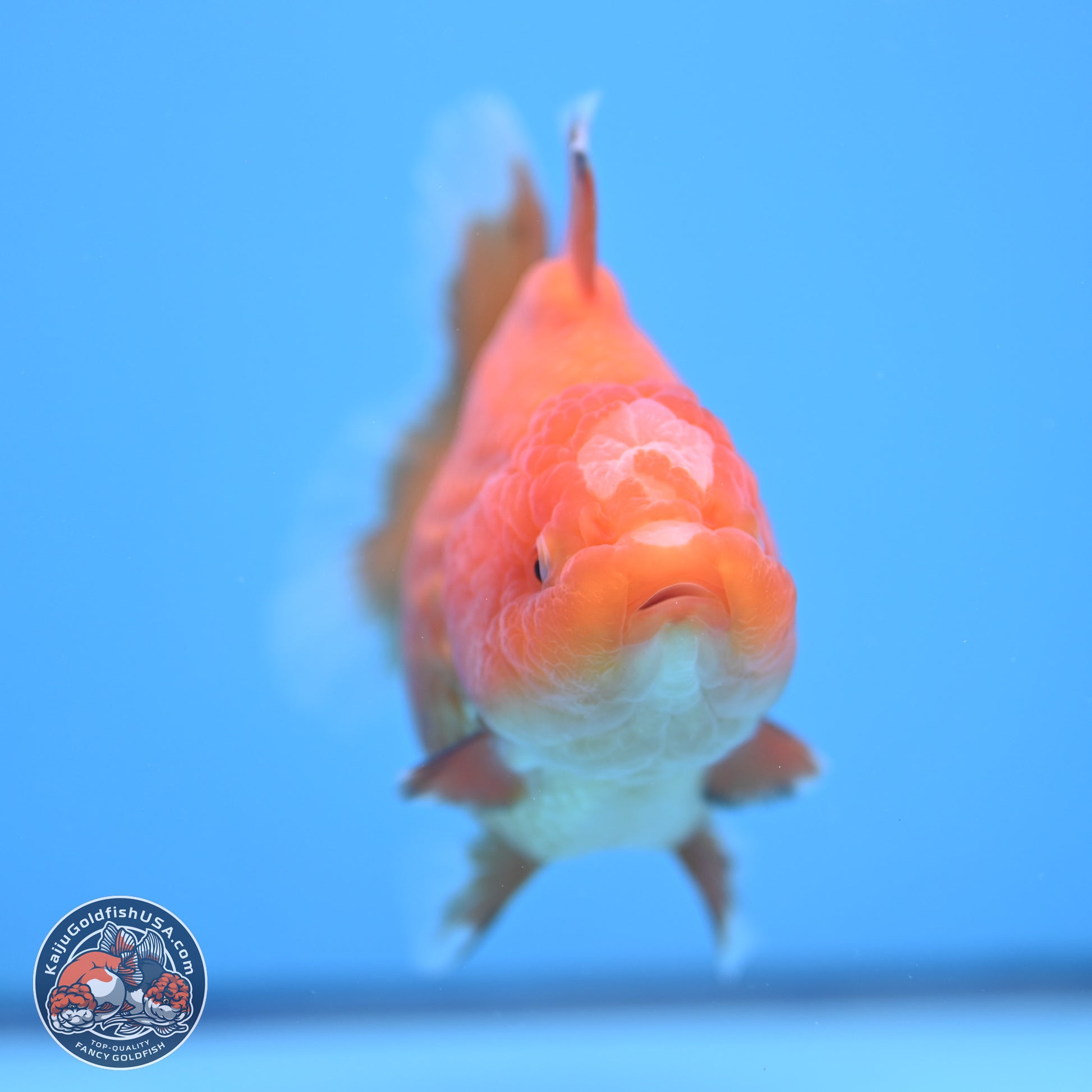 Classic Red Jade Seal Broad Tail Oranda 5 inches - Female (241115_OR13) - Kaiju Goldfish USA