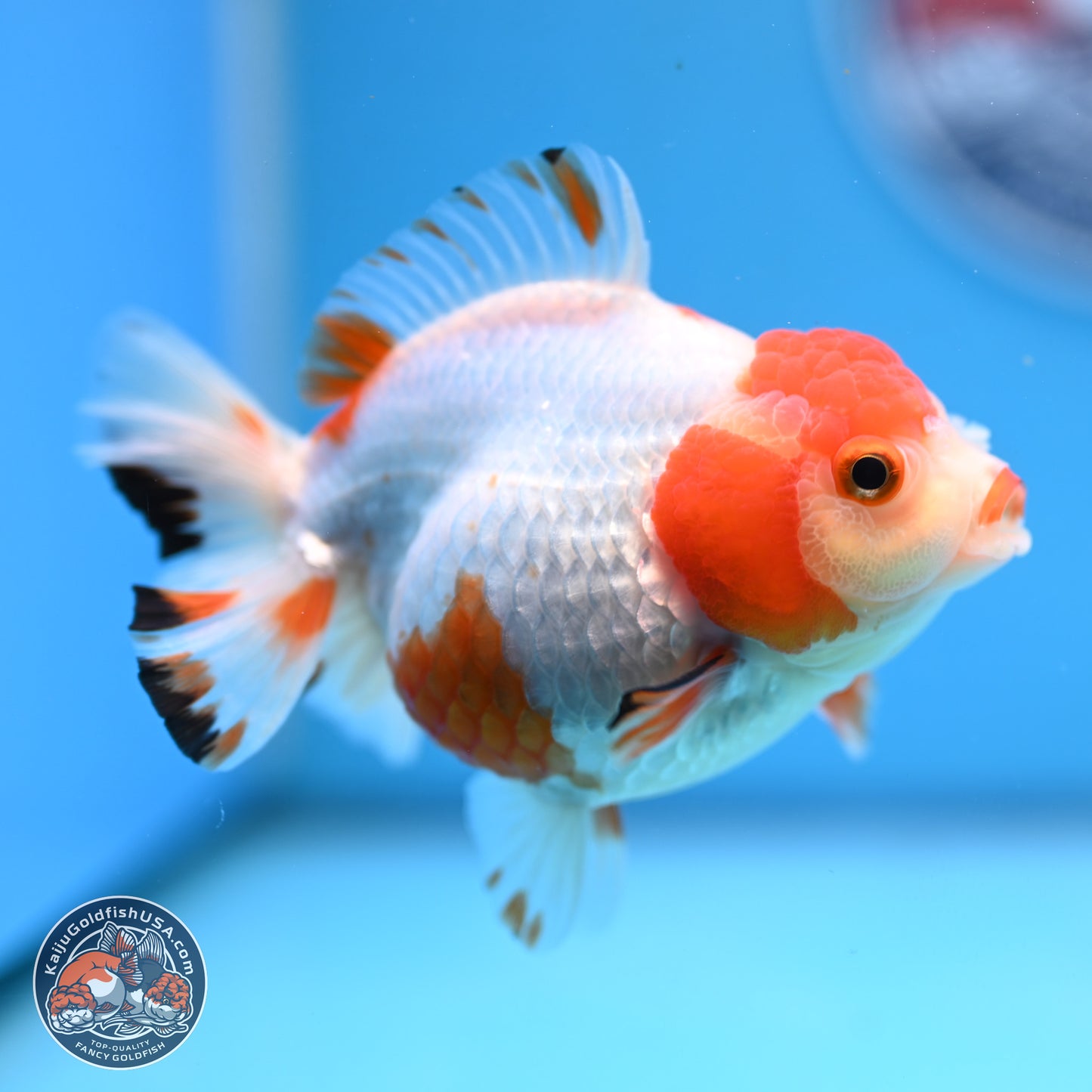 Shogun Red White YuanBao Oranda 3.8in Body (240802_OR13) - Kaiju Goldfish USA