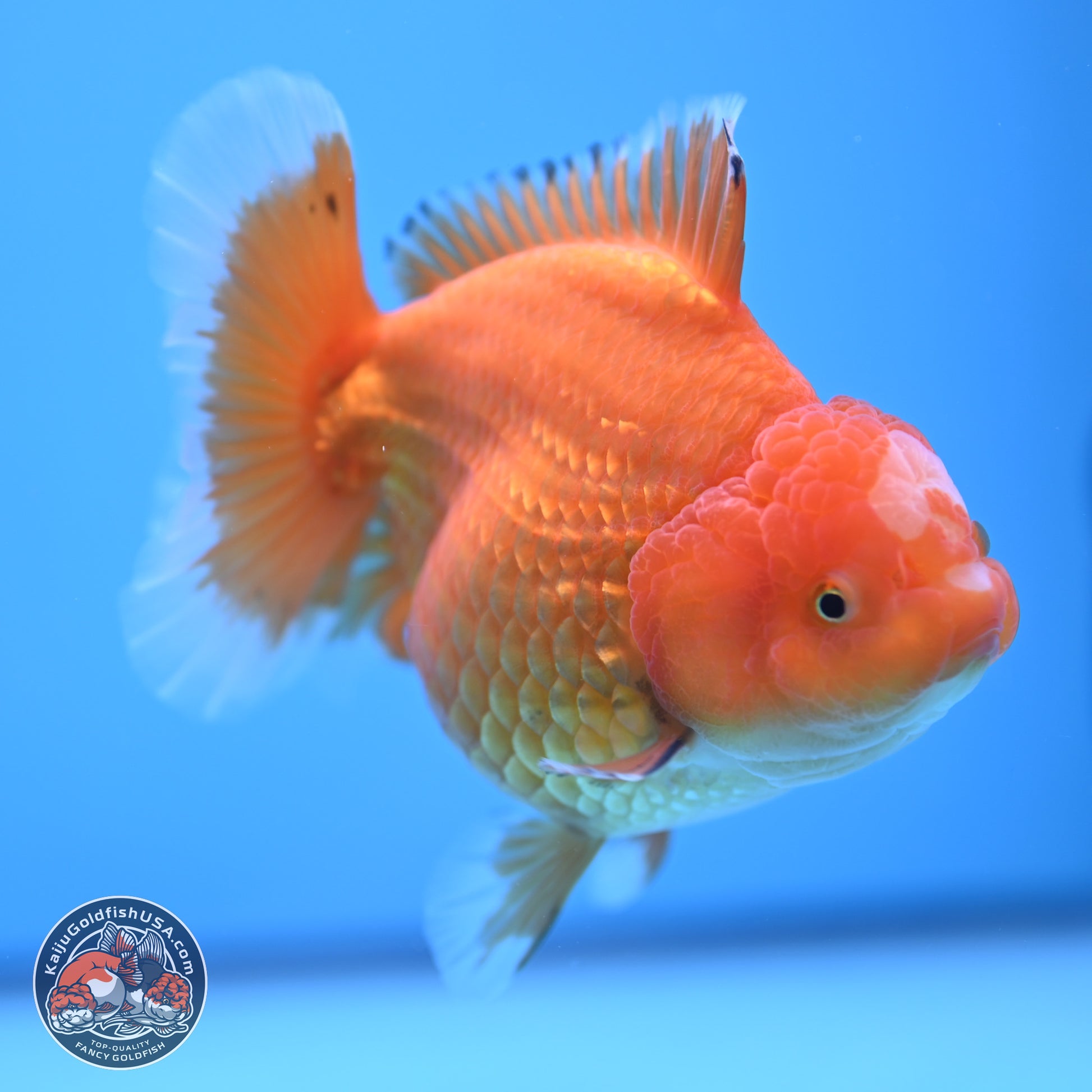 Classic Red Jade Seal Broad Tail Oranda 5 inches - Female (241115_OR13) - Kaiju Goldfish USA