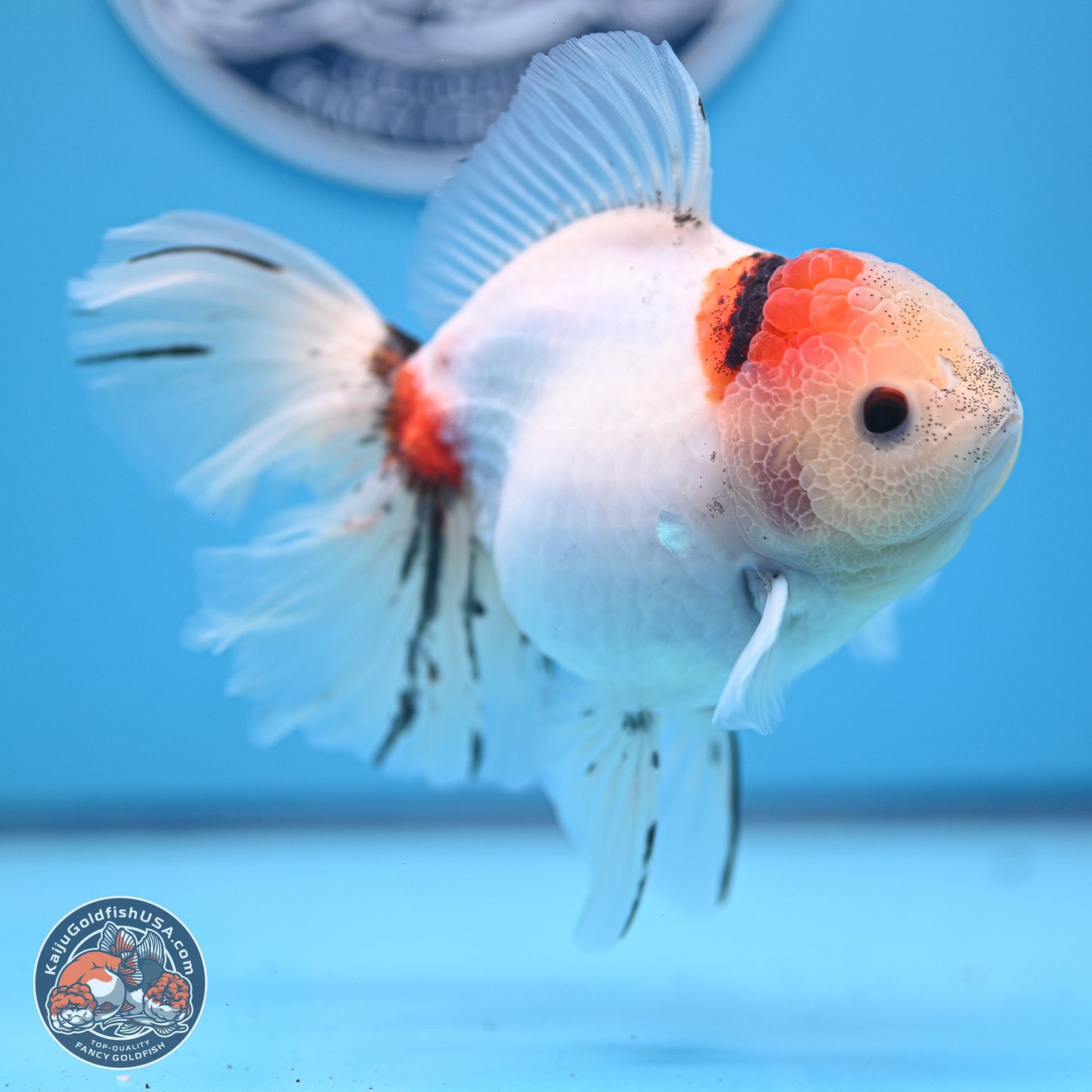 Calico Rose Tail Oranda 4-5 inches (240920_OR13) - Kaiju Goldfish USA