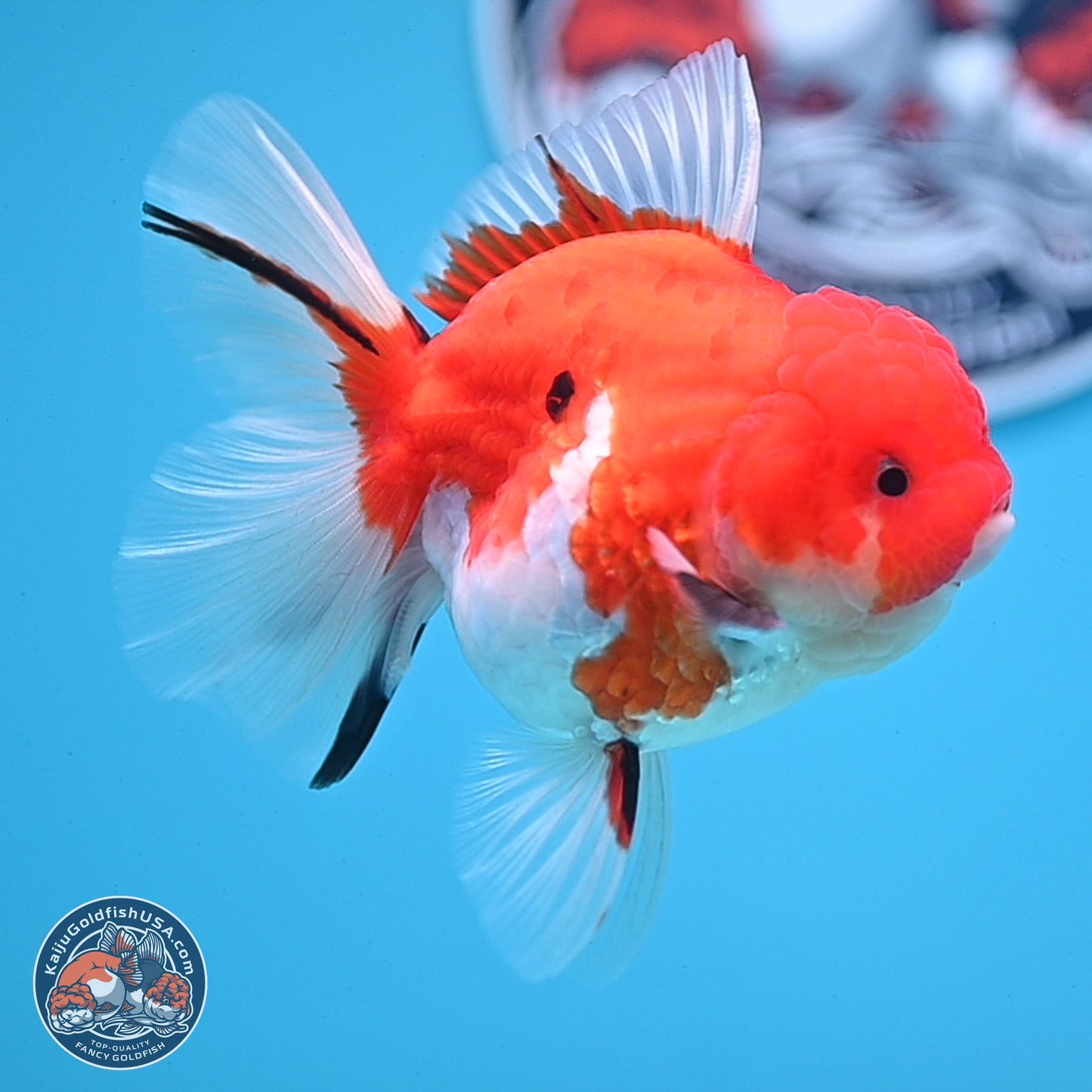 Tricolor Sakura Rose Tail Oranda 3.5 inches Body - Female (250228_OR13)