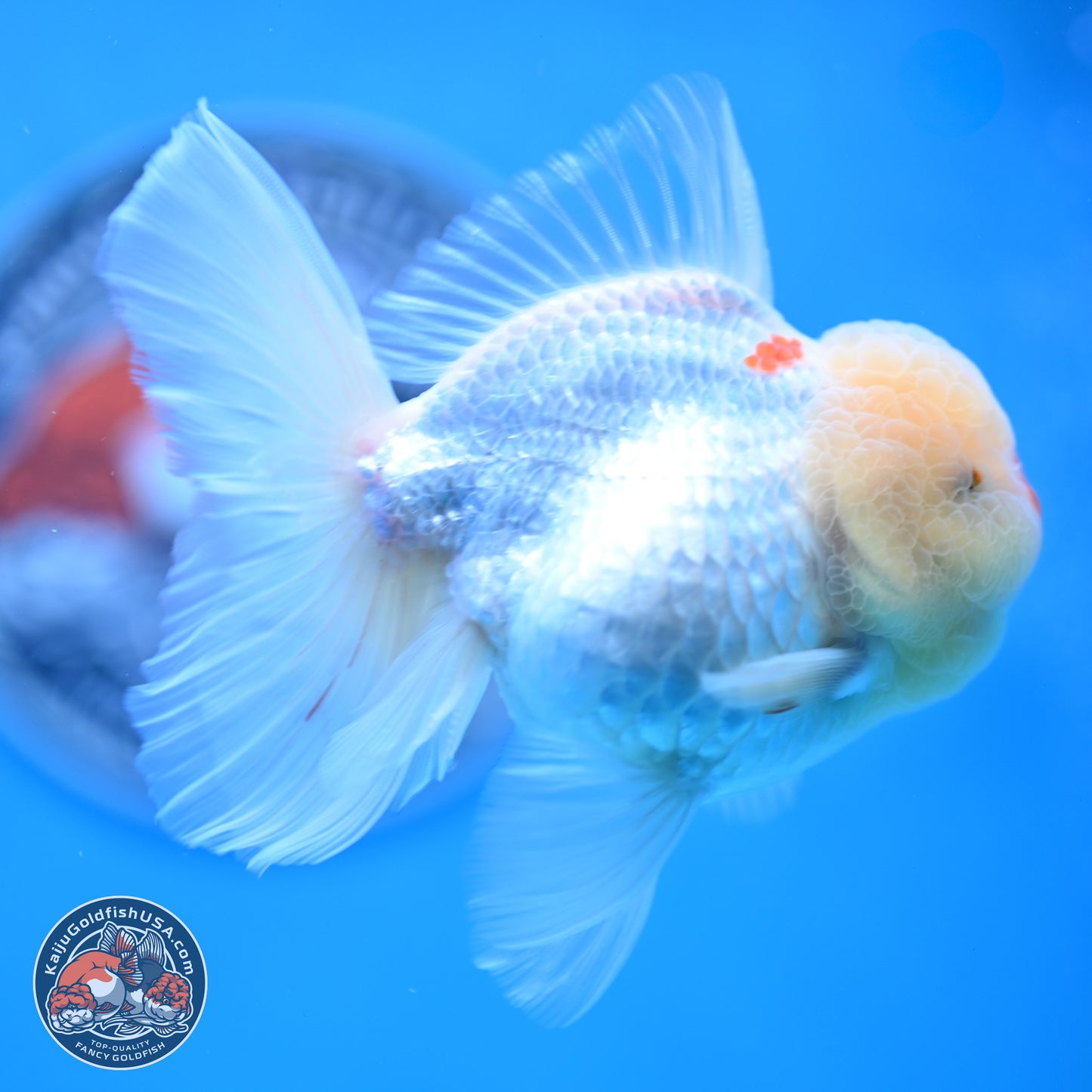 Red White Rose Tail Oranda 3.5 inches Body - Female (250404_OR13)