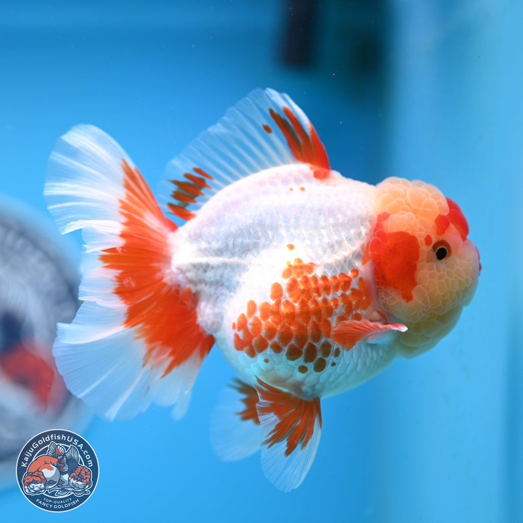 Golden Fish Colorate Top-Quality Fancy Goldfish For Sale – Kaiju Goldfish USA