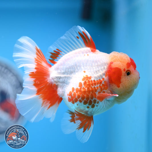 Polka Dot Red White Orchid Tail Oranda 4.5 inches Body - Female (250214_OR13)