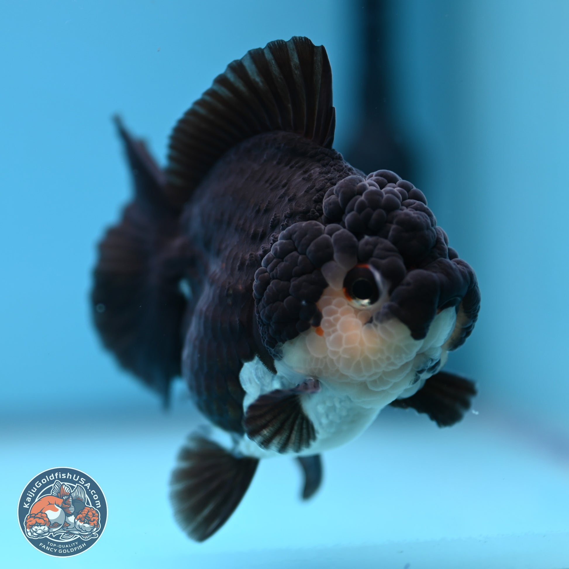 Panda YuanBao Oranda 3 inches Body - Female (241227_OR13) - Kaiju Goldfish USA