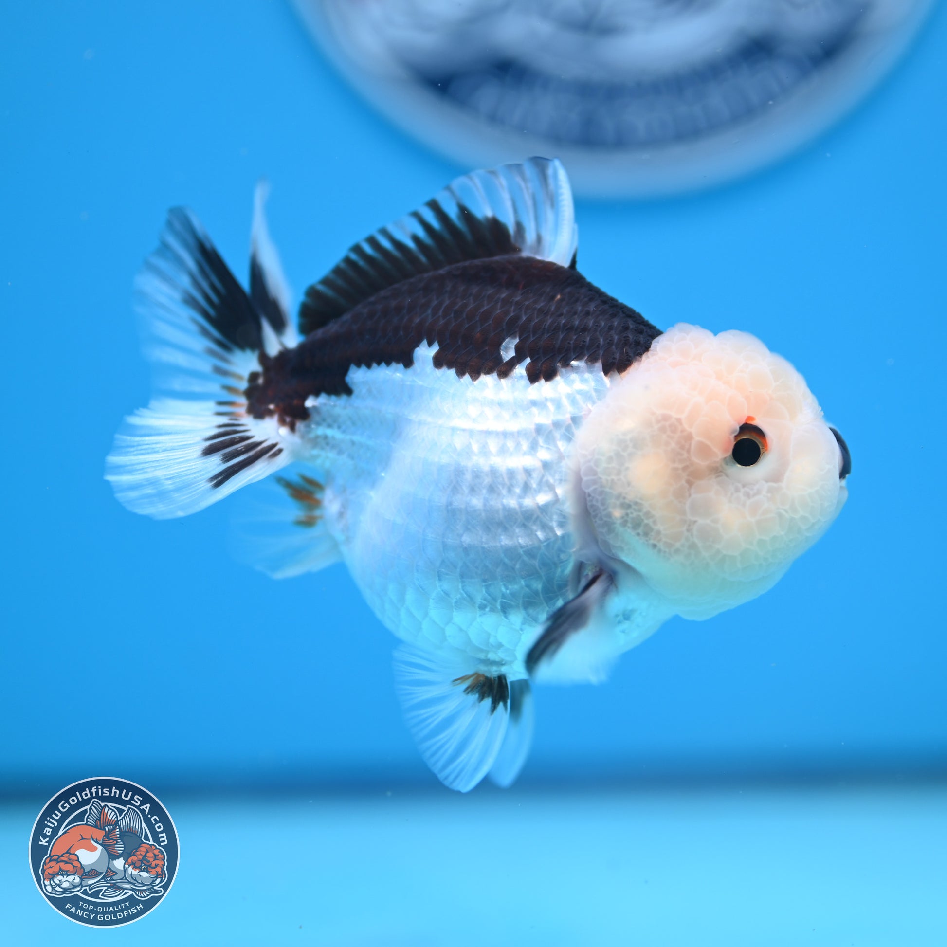 Panda Oranda 3.5-4.5 inches (241004_OR13) - Kaiju Goldfish USA