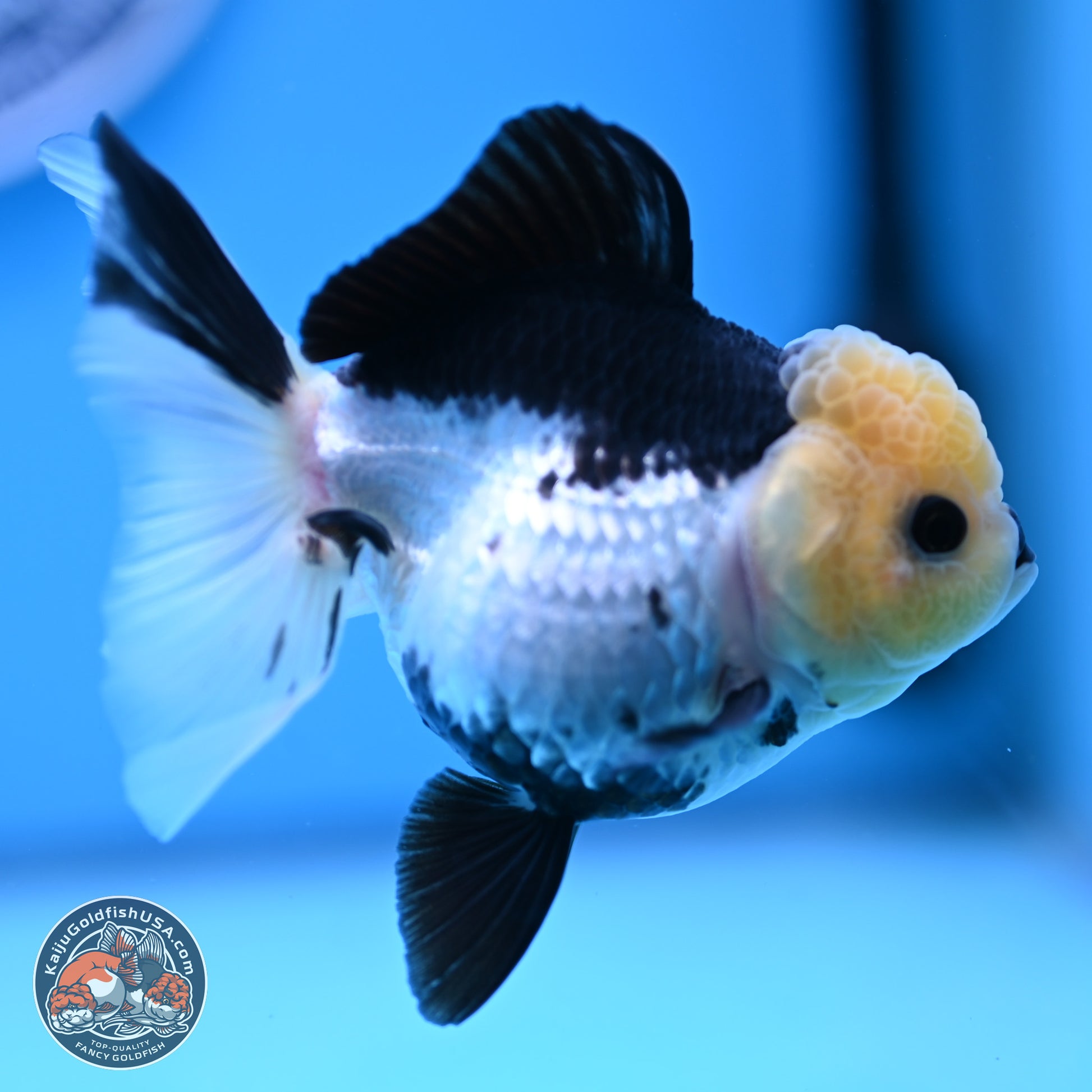 Panda Rose Tail Oranda 4.5 inches (241025_OR13) - Kaiju Goldfish USA