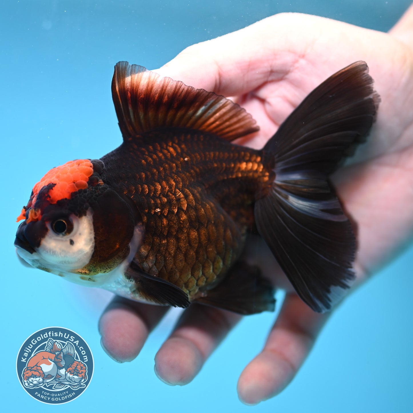 Black Tancho Rose Tail Oranda 3.5 inch Body (250919_OR13)