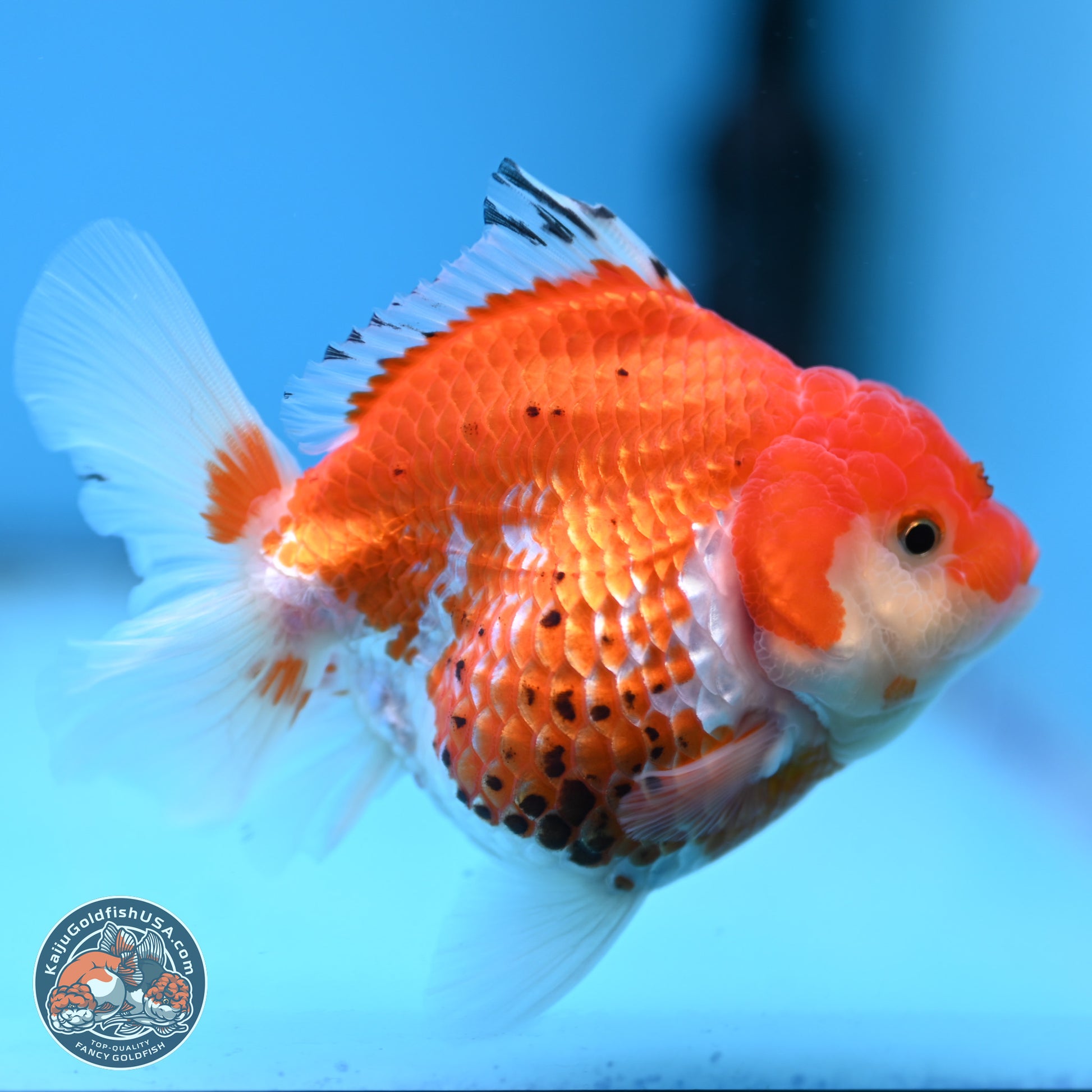 Tricolor YuanBao Oranda 4 inches - Female(241206_OR13) - Kaiju Goldfish USA