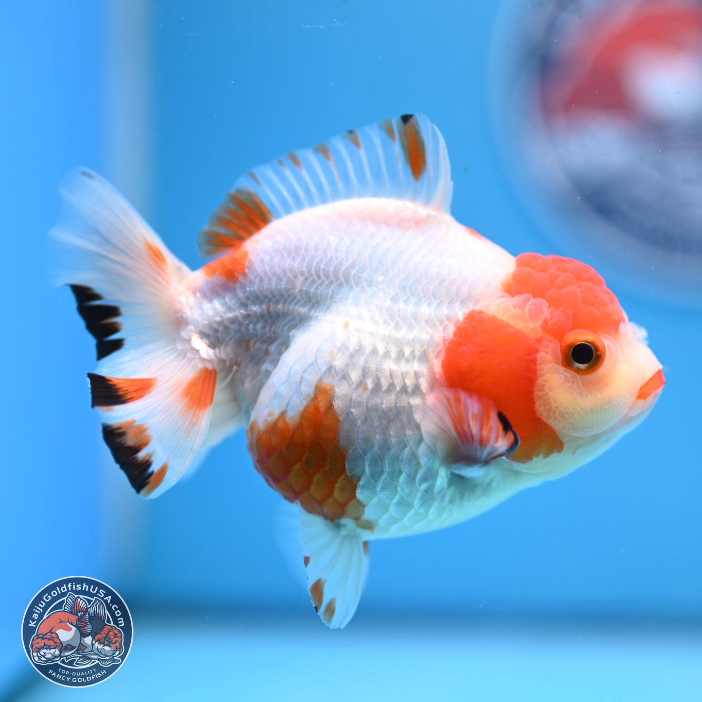 Shogun Red White YuanBao Oranda 3.8in Body (240802_OR13) - Kaiju Goldfish USA