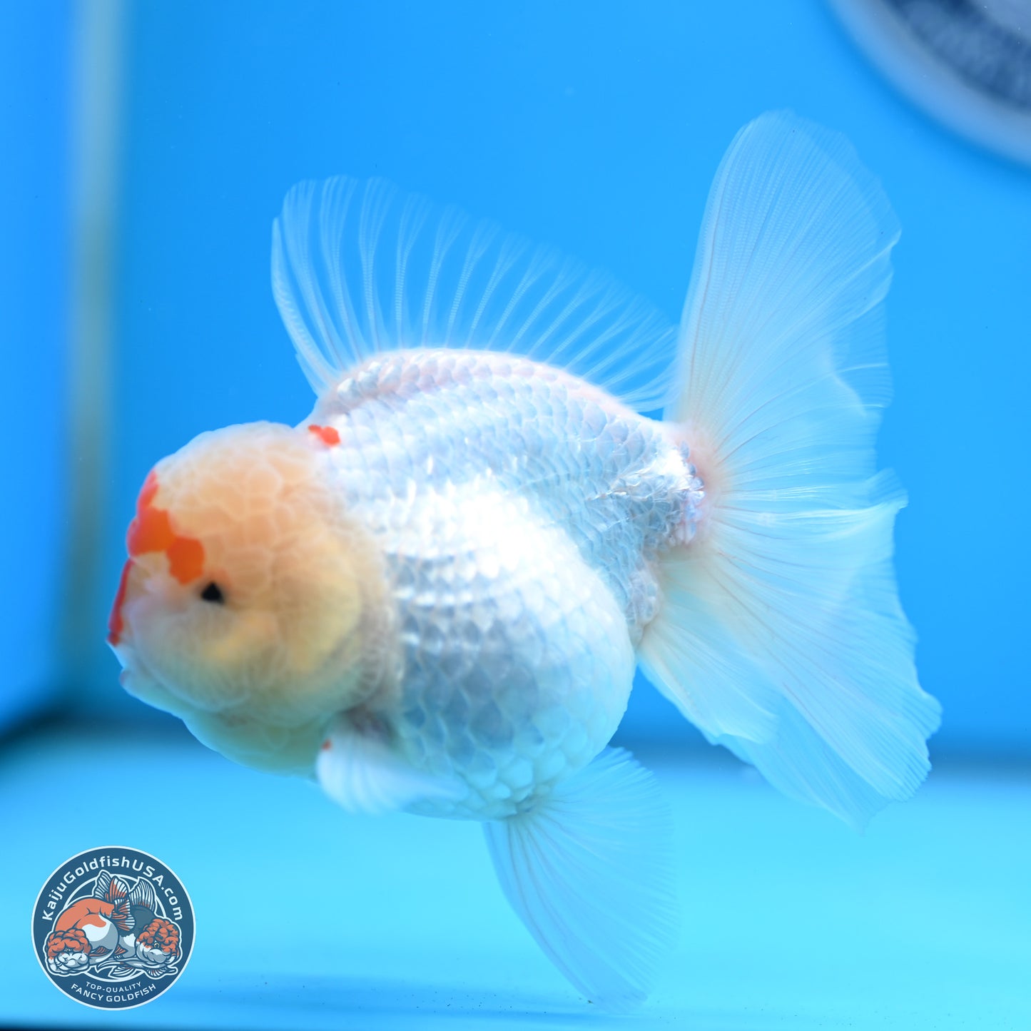 Red White Rose Tail Oranda 3.5 inches Body - Female (250404_OR13)