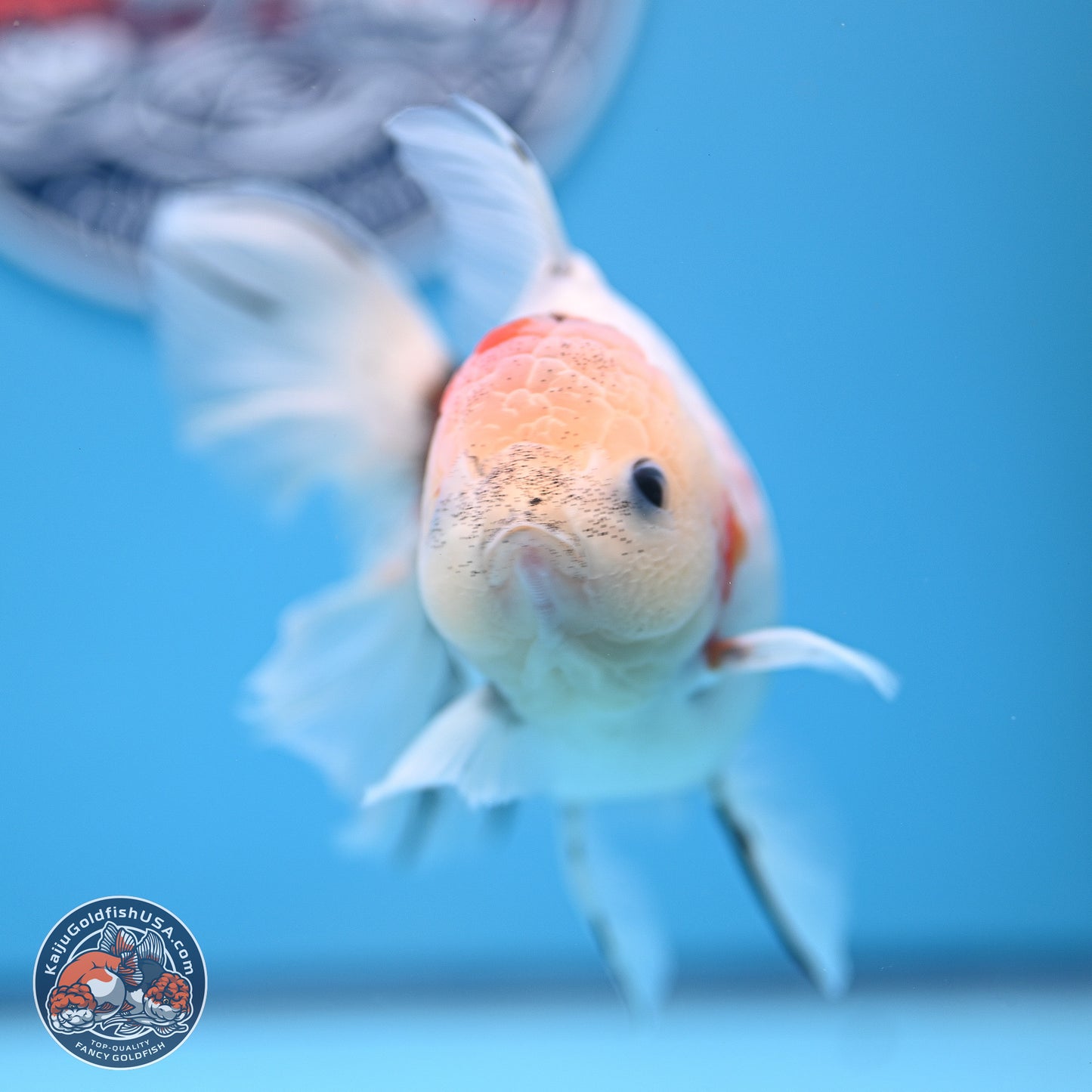 Calico Rose Tail Oranda 4-5 inches (240920_OR13) - Kaiju Goldfish USA