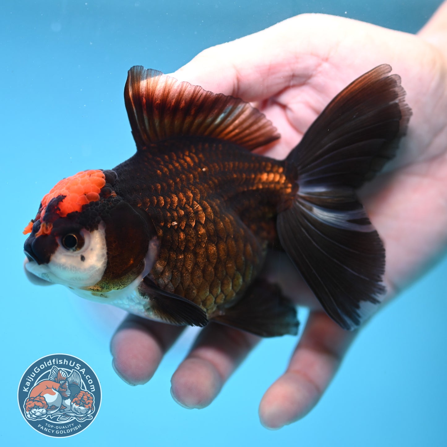 Black Tancho Rose Tail Oranda 3.5 inch Body (250919_OR13)