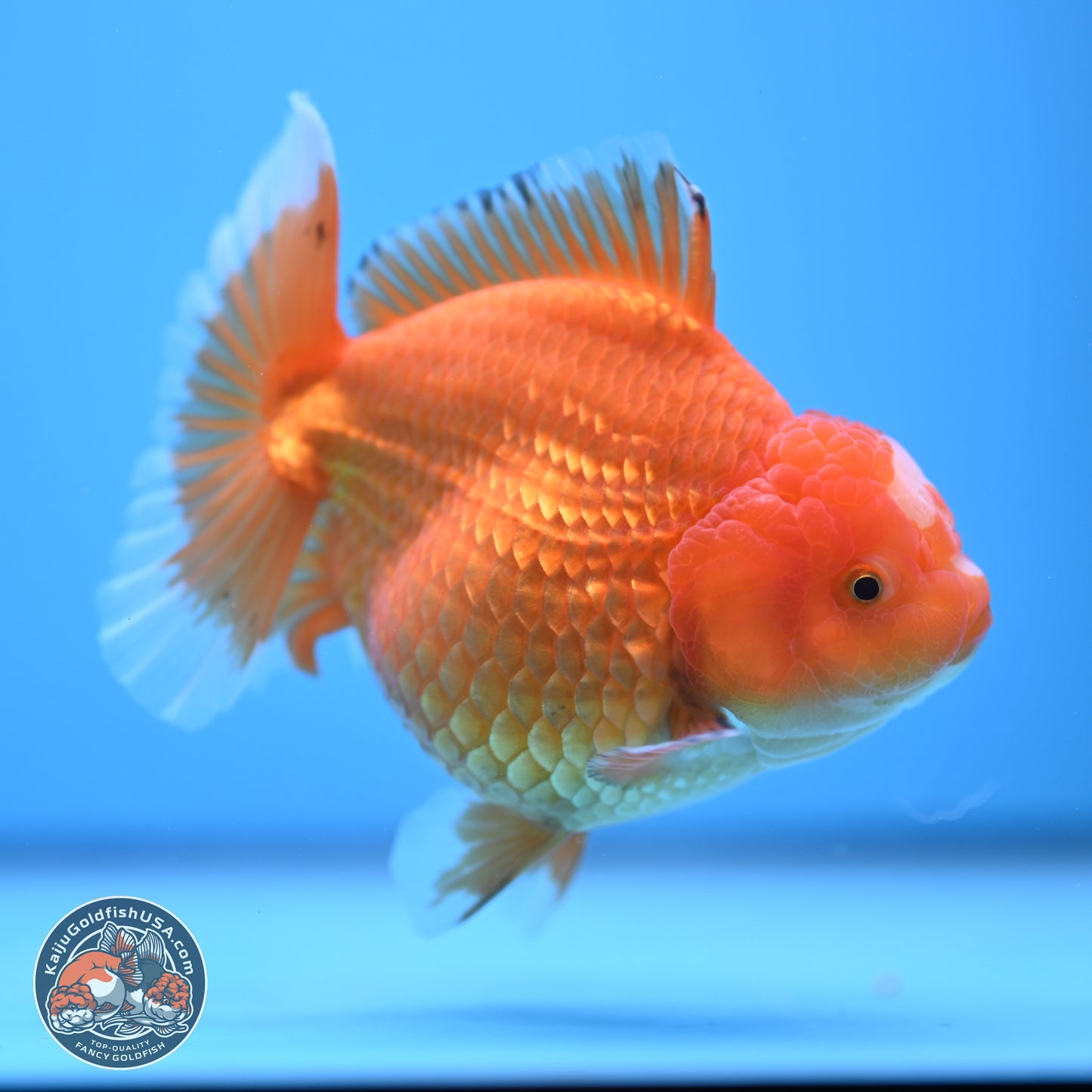 Classic Red Jade Seal Broad Tail Oranda 5 inches - Female (241115_OR13) - Kaiju Goldfish USA