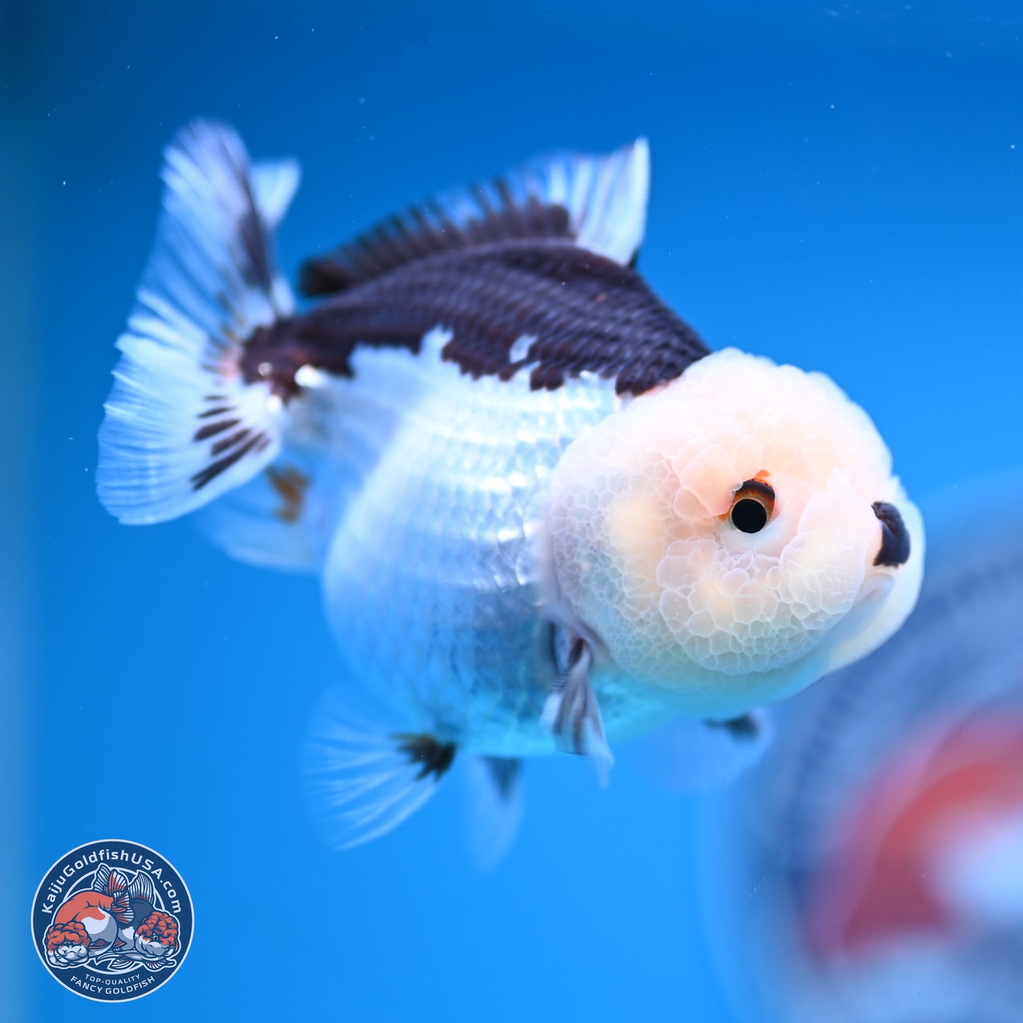 Panda Oranda 3.5-4.5 inches (241004_OR13) - Kaiju Goldfish USA