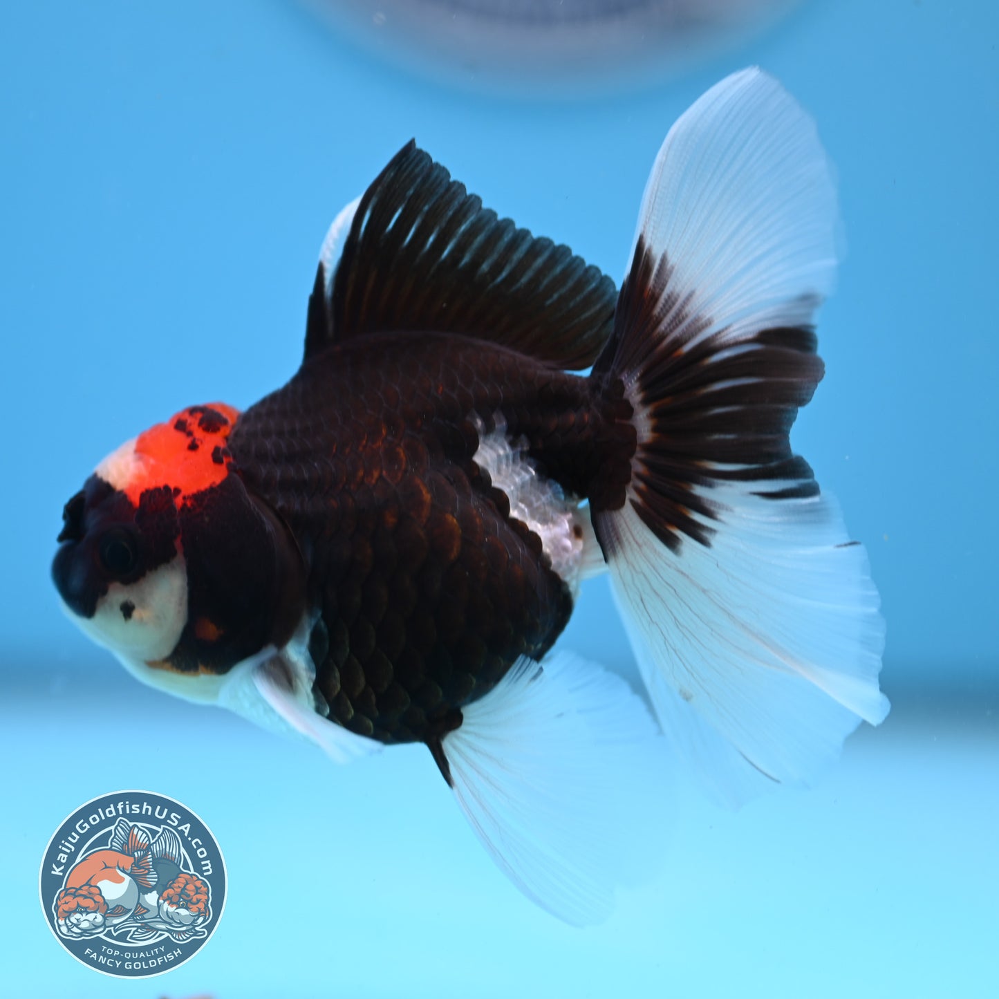 Tricolor Oranda 3.25 inches Body (250530_OR13)