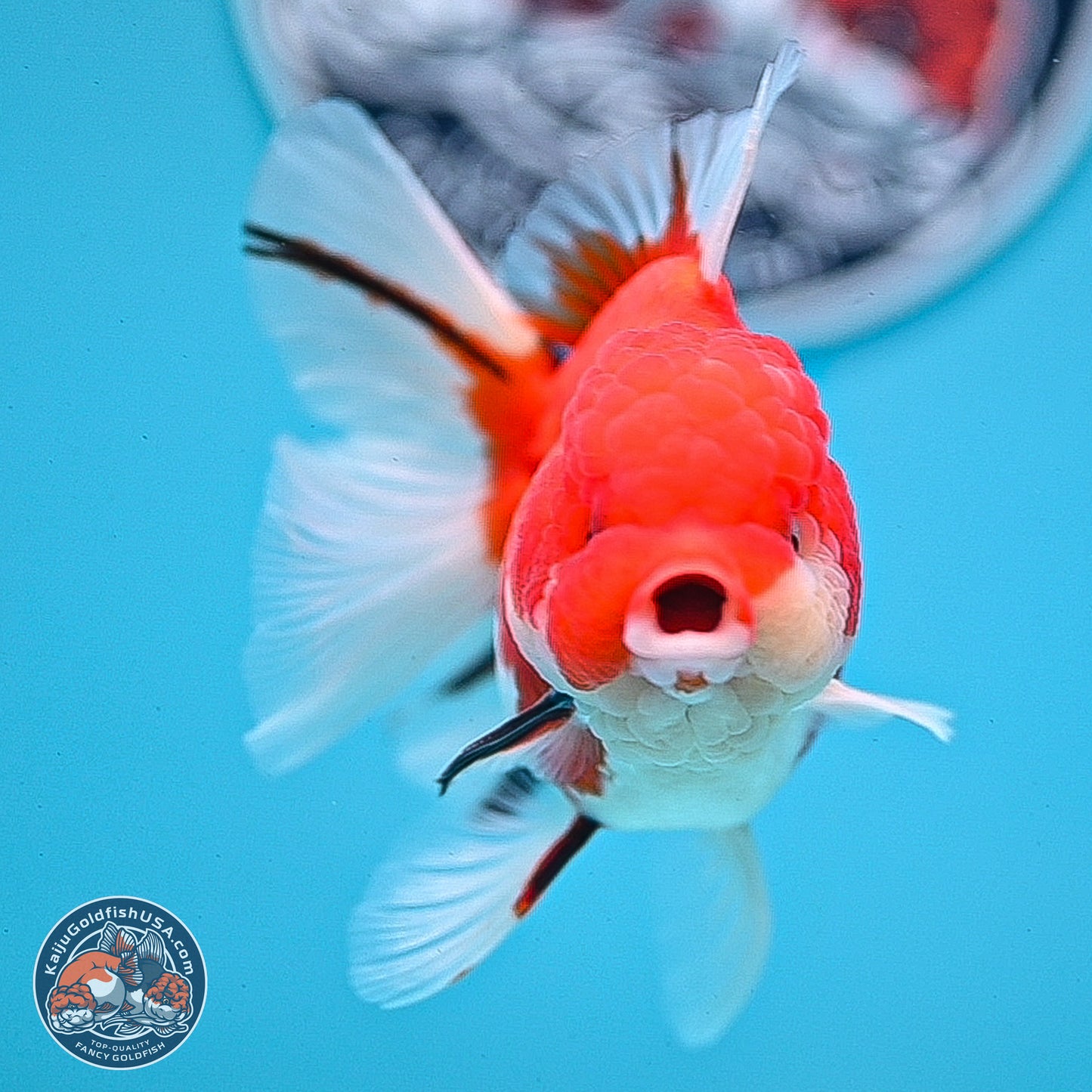 Tricolor Sakura Rose Tail Oranda 3.5 inches Body - Female (250228_OR13)