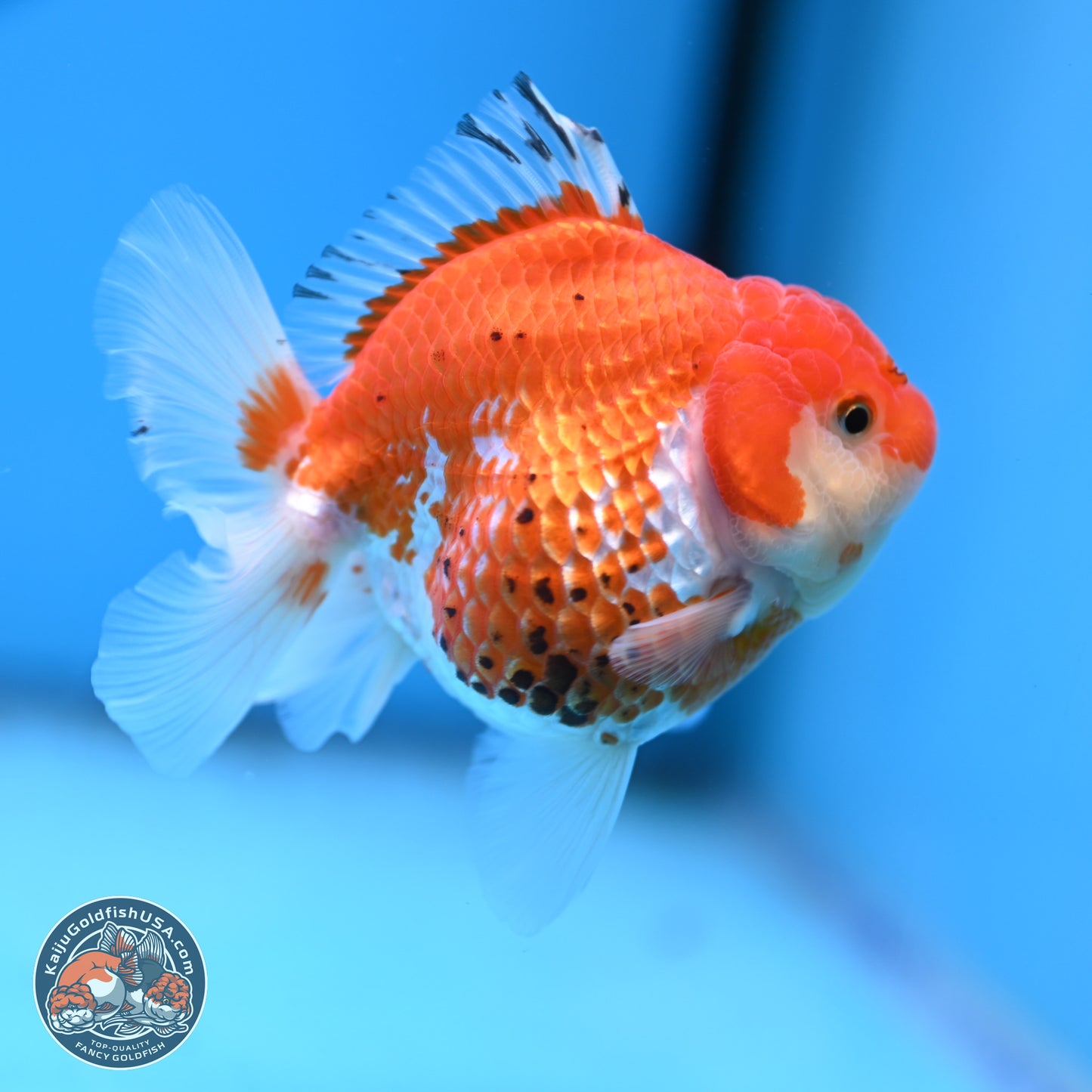 Tricolor YuanBao Oranda 4 inches - Female(241206_OR13) - Kaiju Goldfish USA