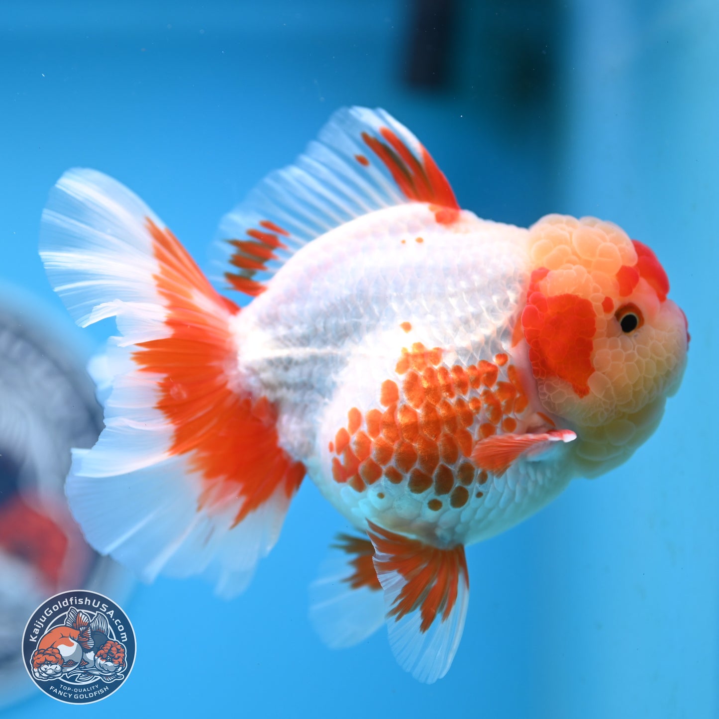 Polka Dot Red White Orchid Tail Oranda 4.5 inches Body - Female (250214_OR13)