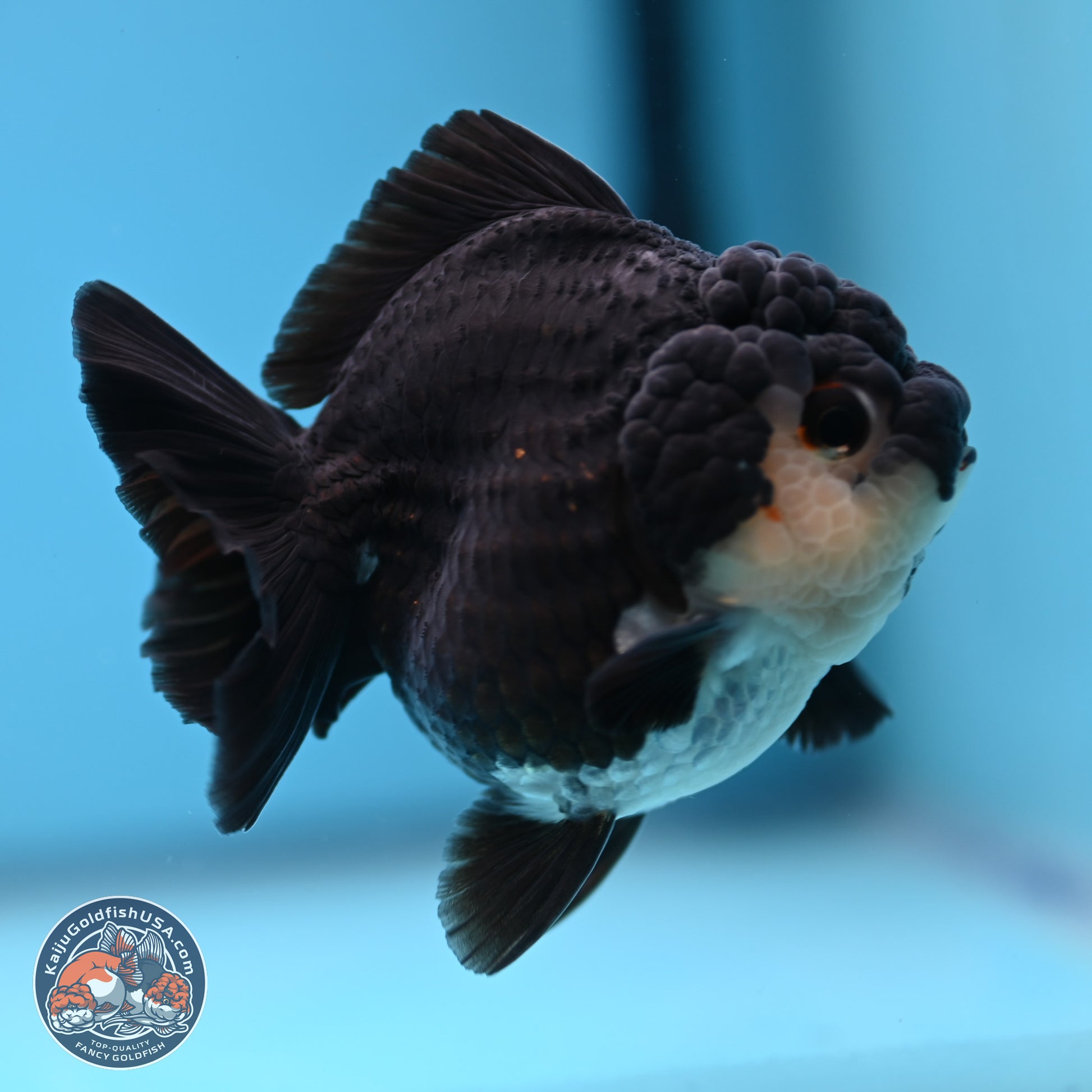 Panda YuanBao Oranda 3 inches Body - Female (241227_OR13) - Kaiju Goldfish USA