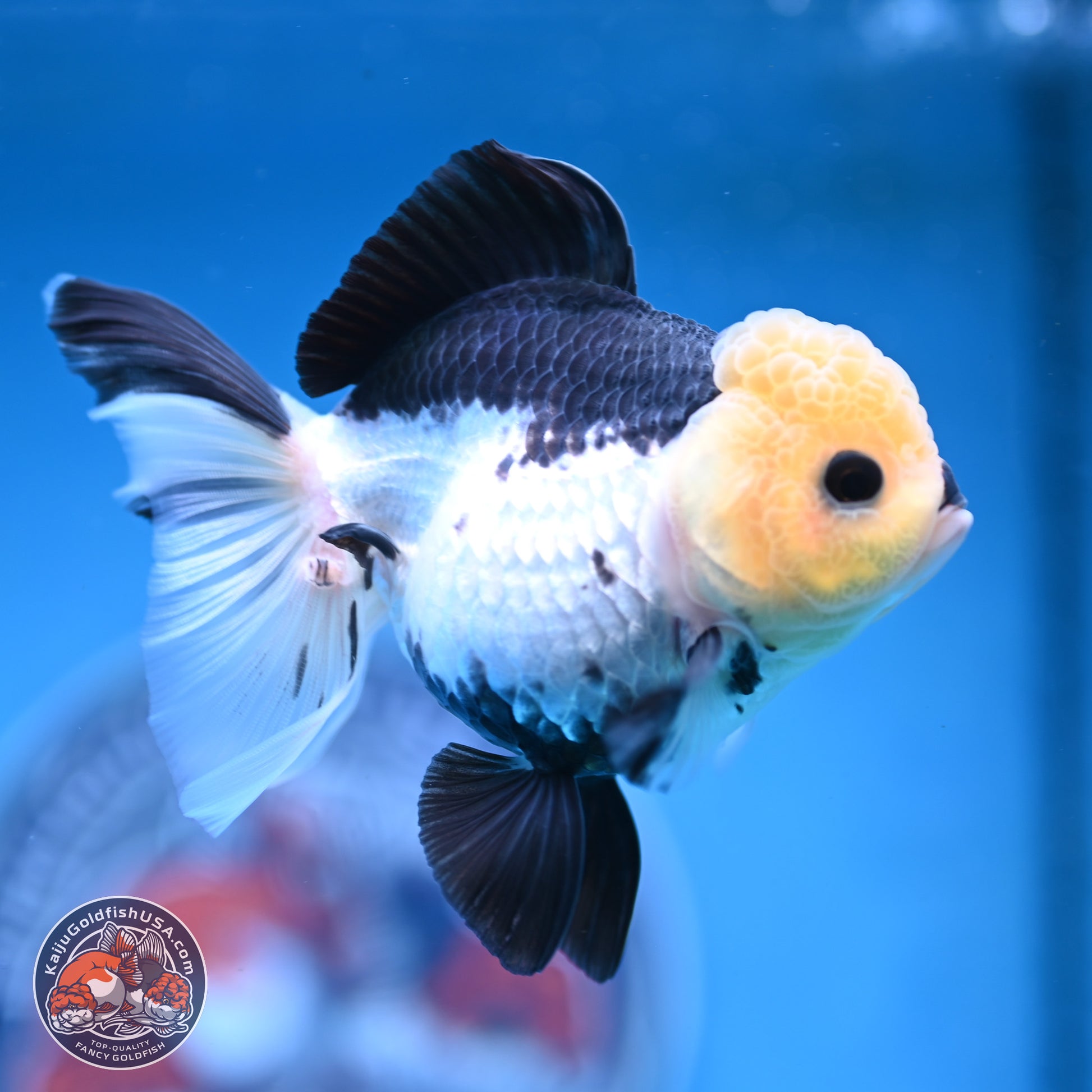 Panda Rose Tail Oranda 4.5 inches (241025_OR13) - Kaiju Goldfish USA