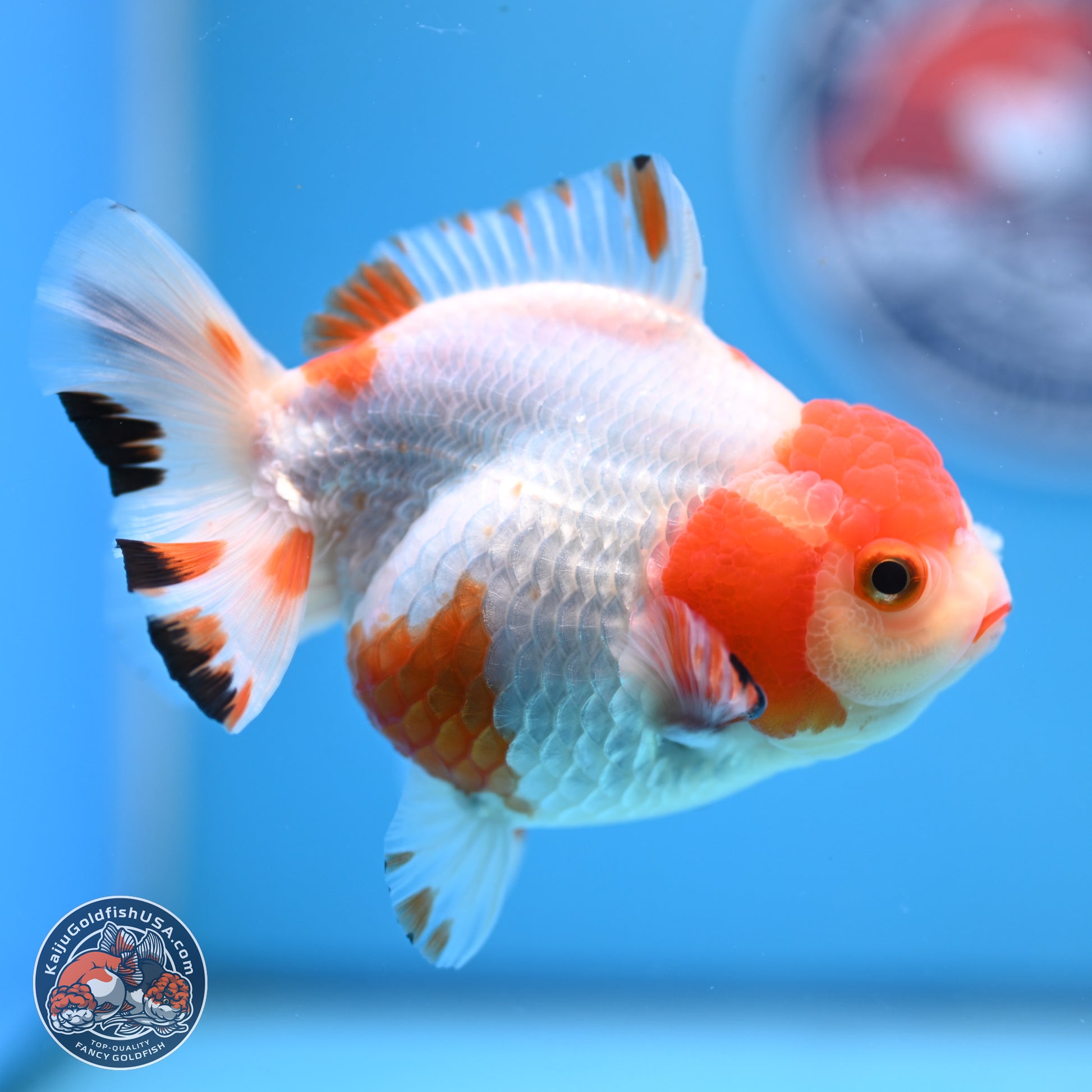 Shogun Red White YuanBao Oranda 3.8in Body (240802_OR13) - Kaiju Goldfish USA