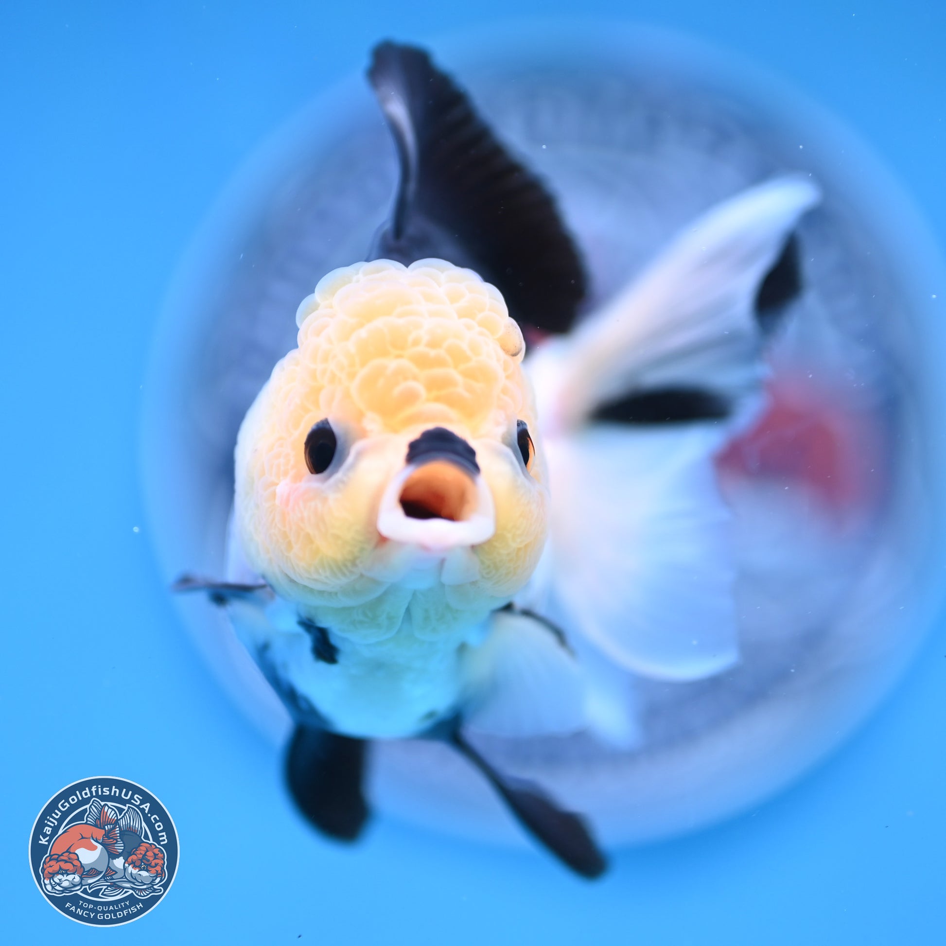 Panda Rose Tail Oranda 4.5 inches (241025_OR13) - Kaiju Goldfish USA