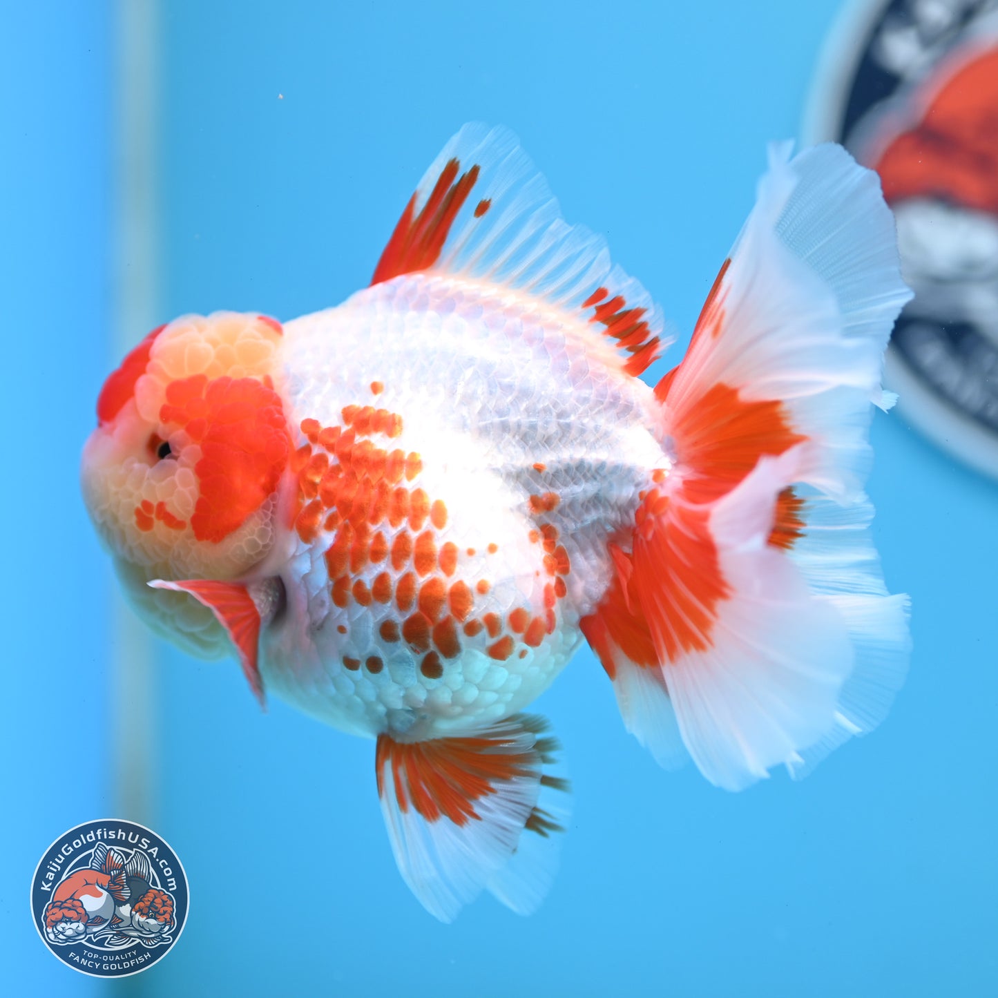 Polka Dot Red White Orchid Tail Oranda 4.5 inches Body - Female (250214_OR13)