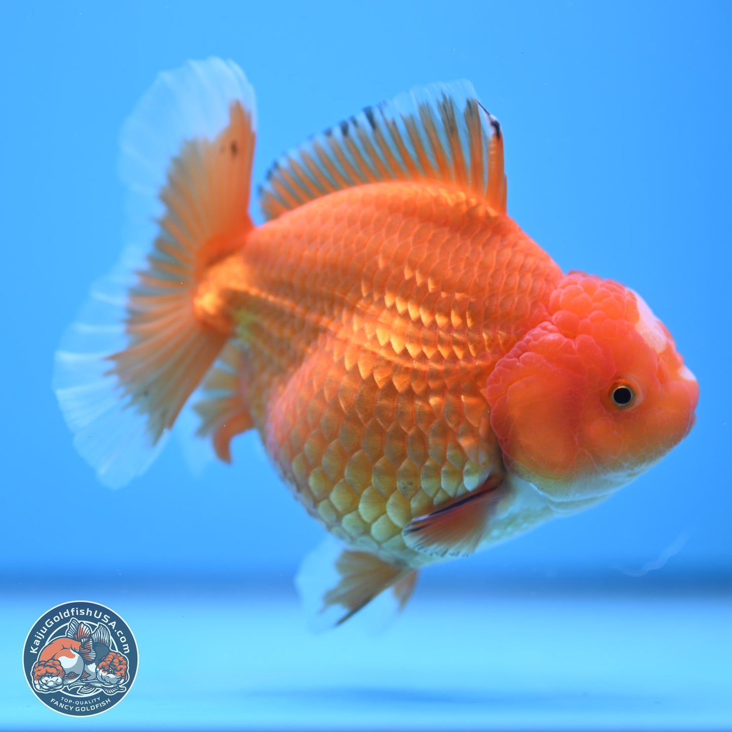 Classic Red Jade Seal Broad Tail Oranda 5 inches - Female (241115_OR13) - Kaiju Goldfish USA