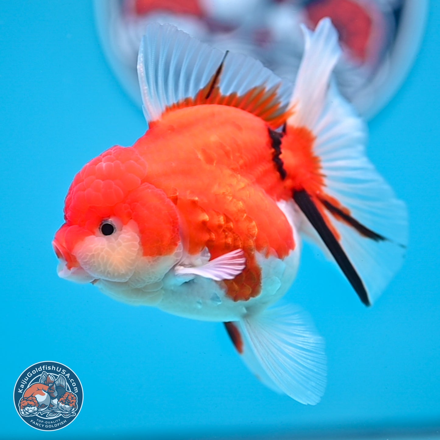 Tricolor Sakura Rose Tail Oranda 3.5 inches Body - Female (250228_OR13)