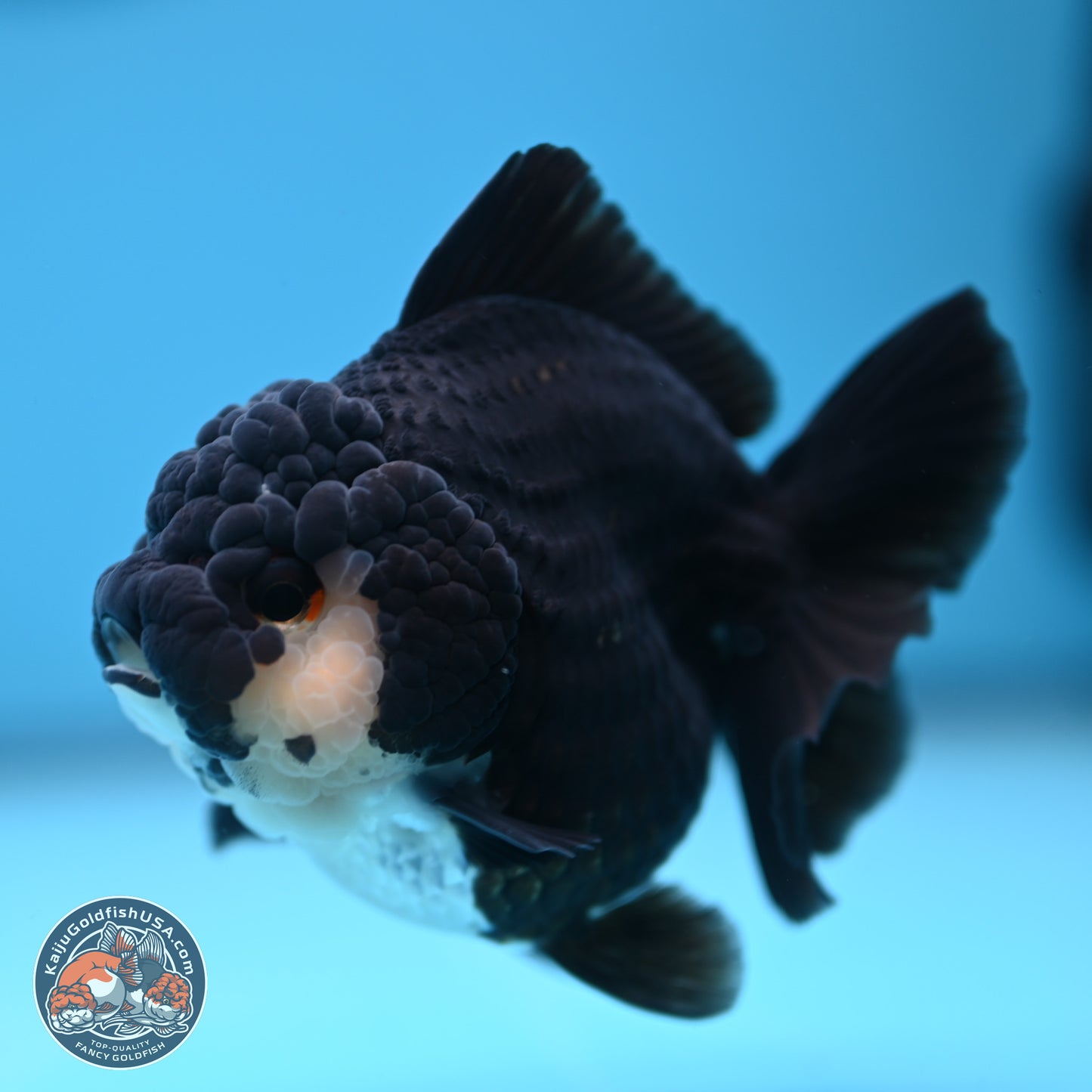 Panda YuanBao Oranda 3 inches Body - Female (241227_OR13) - Kaiju Goldfish USA