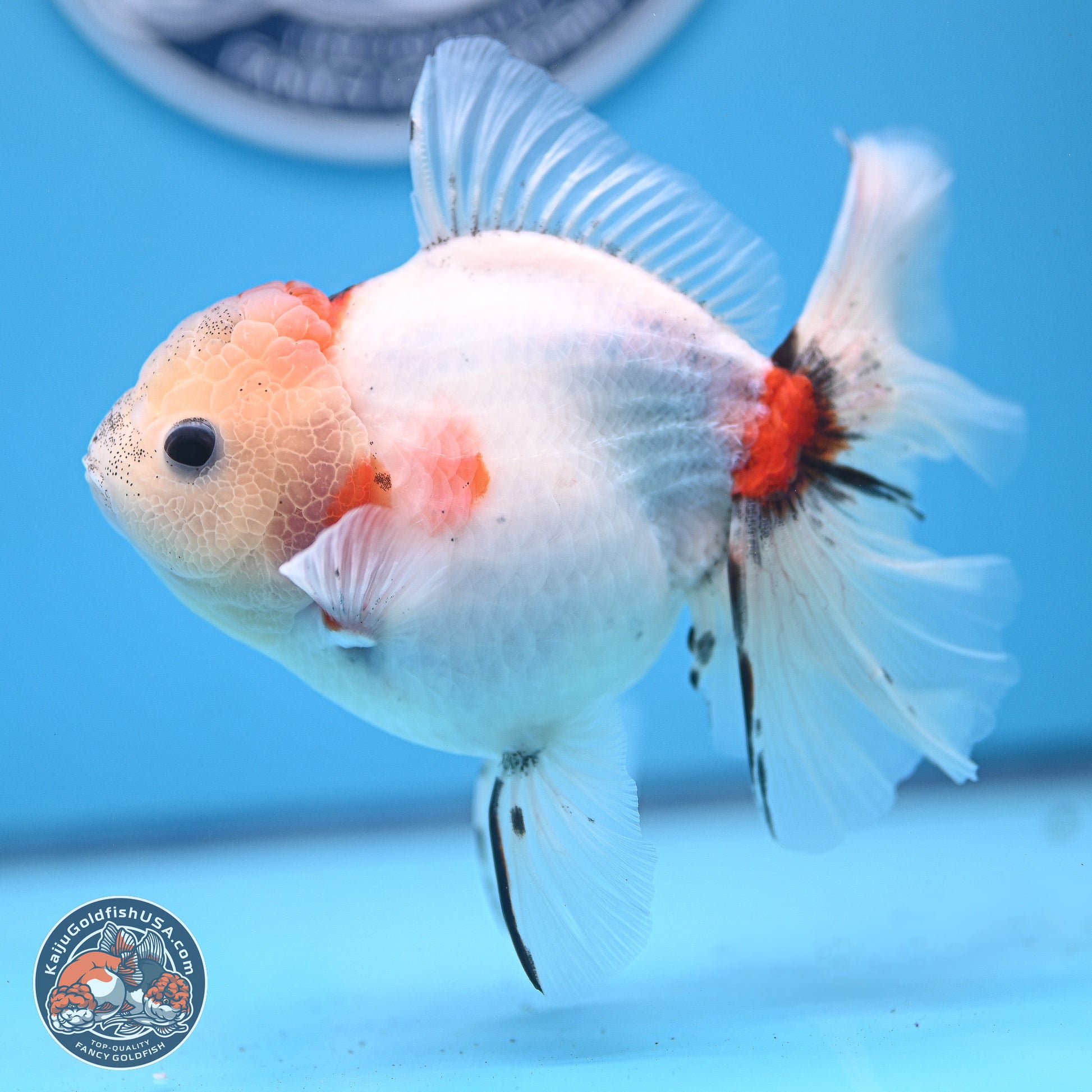 Calico Rose Tail Oranda 4-5 inches (240920_OR13) - Kaiju Goldfish USA